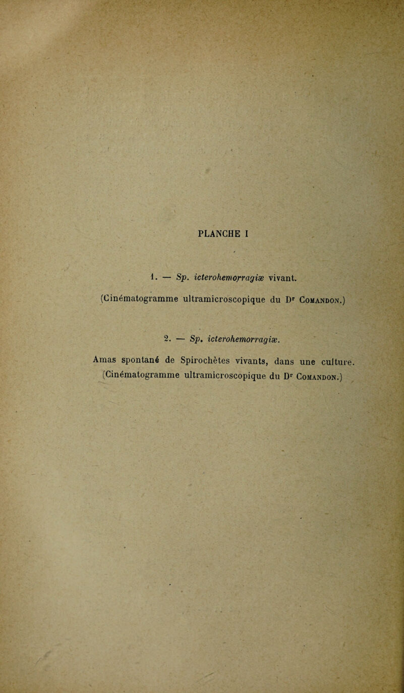 PLANCHE I 1. — Sp. icterohemorragiæ vivant. (Cinématogramme ultramicroscopique du Dr Comandon.) 2. — Sp. icterohemorragiæ. Amas spontané de Spirochètes vivants, dans une culture. (Cinématogramme ultramicroscopique du Dr Comandon.)