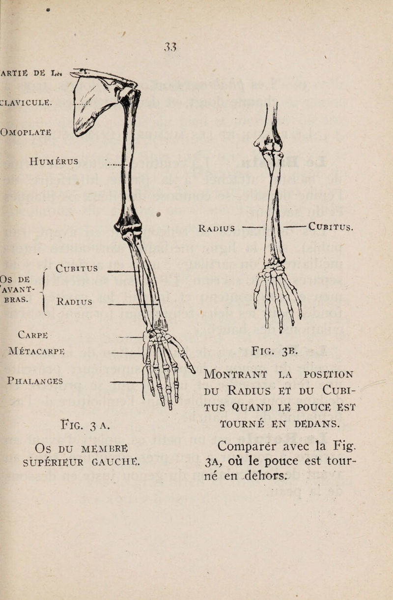 Os DU MEMBRE supérieur GAUCHE. Comparer avec la Fig. 3A, où le pouce est tour¬ né en dehors.