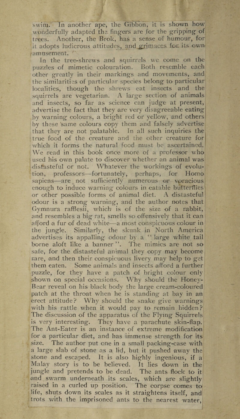swim. In another ape, the Gibbon, it is shown how wonderfully adapted the fingers are for the gripping of trees. Another, the Brok, has a sense of humour, fort it adopts ludicrous attitudes, and grimaces for. its own (amusement. '' In the tree-shrews and squirrels we come on the puzzles of mimetic colouration. Both resemble each other greatly in their markings and movements, and the similarities of particular species belong to particular localities, though the shrews eat insects and the squirrels are vegetarian. A large section of animals and insects, so far as science can judge at present, advertise the fact that they are very disagreeable eating by warning colours, a bright red or yellow, and others by these 'same colours copy them and falsely advertise that they are not palatable. In all such inquiries the. true food of the creature and the other creature for which it forms the natural food must be ascertained. We read in this book once more of a professor who used his own palate to discover whether an animal was distasteful or not. Whatever the workings of evolu¬ tion, professors—fortunately, perhaps, for Homo sapiens—are not sufficiently numerous or veracious enough to induce warning* colours in eatable butterflies or other possible forms of animal diet. A distasteful odour is a strong* warning*, and the author notes that Gymnura rafflesii, which is of the size of a rabbit, and resembles a big rat, smells so offensively that it can afford a fur of dead white—a most conspicuous colour in the jungle. Similarly, the skunk in North America advertises its appalling odour by a “ large white tail borne aloft like a banner”. The mimics are not so safe, for the distasteful animal they copy may become rare, and then their conspicuous livery may help to get them eaten. Some animals and insects afford a further puzzle, for they have a patch of bright colour only shown on special occasions. Why should the Honey- Bear reveal on his black body the large cream-coloured patch at the throat when he is standing* at bay in an erect attitude? Why should the snake give warnings with his rattle when it would pay to remain hidden? The discussion of the apparatus of the Flying Squirrels is very interesting. They have a parachute skin-flap. The Ant-Eater is an instance of extreme modification for a particular diet, and has immense strength for its size. The author put one in a small packing-case with a large slab of stone as a lid, but it pushed away the stone and escaped. It is also highly ingenious, if a Malay story is to be believed. It lies down in the jungle and pretends to be dead. The ants flock to it and swarm underneath its scales, which are slightly raised in a curled up position. The corpse comes to life, shuts down its scales as it straightens itself, and trots with the imprisoned ants to the nearest water,
