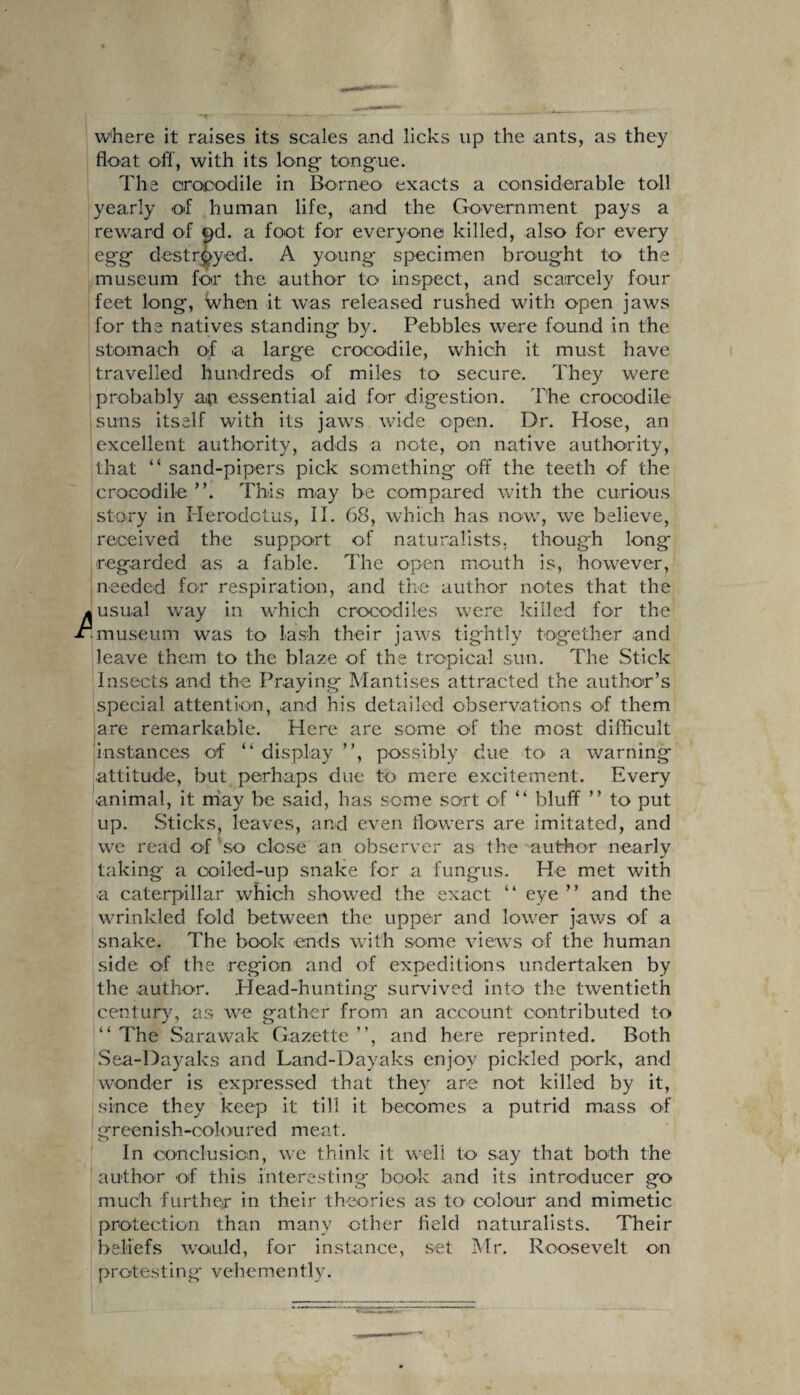 float off, with its long tongue. The crocodile in Borneo exacts a considerable toll yearly of human life, and the Government pays a reward of »d. a foot for everyone killed, also for every egg destroyed. A young specimen brought to the museum for the author to inspect, and scarcely four feet long, When it was released rushed with open jaws for the natives standing by. Pebbles were found in the stomach of -a large crocodile, which it must have travelled hundreds of miles to secure. They were probably a;i essential aid for digestion. The crocodile suns itself with its jaws wide open. Dr. Hose, an excellent authority, adds a note, on native authority, that “ sand-pipers pick something oft the teeth of the crocodile ”. This may be compared with the curious story in Herodotus, II. 68, which has now, we believe, received the support of naturalists, though long* regarded as a fable. The open mouth is, however, needed for respiration, and the author notes that the I usual way in which crocodiles were killed for the • museum was to lash their jaws tightly together and leave them to the blaze of the tropical sun. The Stick Insects and the Praying Mantises attracted the author’s special attention, and his detailed observations of them are remarkable. Here are some of the most difficult instances of “ display ”, possibly due to a warning attitude, but perhaps due to mere excitement. Every animal, it may be said, has some sort of “ bluff ” to put up. Sticks, leaves, and even flowers are imitated, and we read of so close an observer as the author nearly taking a ooiled-up snake for a fungus. He met with a caterpillar which showed the exact “ eye ” and the wrinkled fold between the upper and lower jaws of a snake. The book ends with some views of the human side of the region and of expeditions undertaken by the author. Head-hunting survived into the twentieth century, as we gather from an account contributed to “ The Sarawak Gazette ”, and here reprinted. Both Sea-Dayaks and Land-Dayaks enjoy pickled pork, and wonder is expressed that they are not killed by it, since they keep it till it becomes a putrid mass of greenish-coloured meat. In conclusion, we think it well to say that both the author of this interesting book and its introducer go much further in their theories as to colour and mimetic protection than many other field naturalists. Their beliefs would, for instance, set Mr. Roosevelt on protestin g vehe men tly.