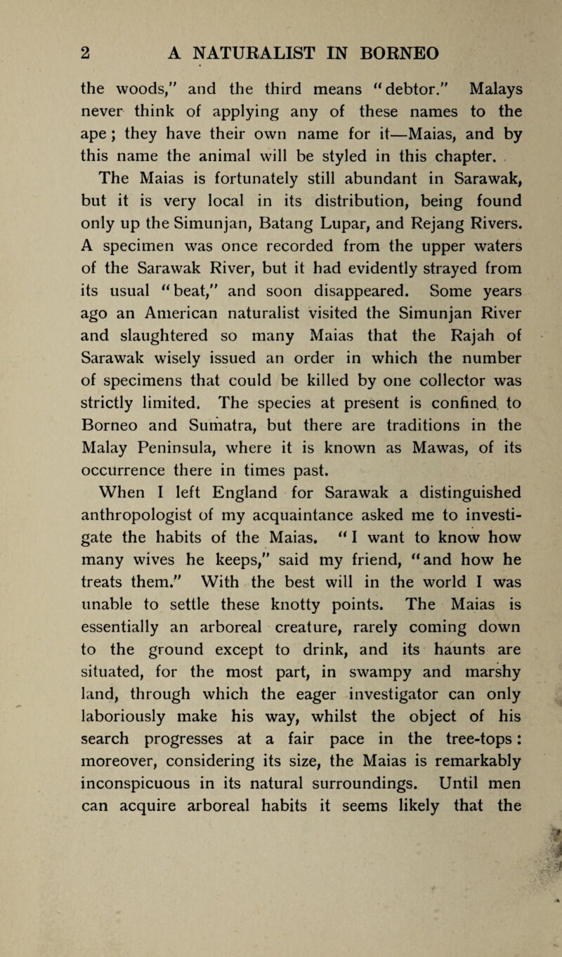 the woods/' and the third means “ debtor. Malays never think of applying any of these names to the ape ; they have their own name for it—Maias, and by this name the animal will be styled in this chapter. The Maias is fortunately still abundant in Sarawak, but it is very local in its distribution, being found only up the Simunjan, Batang Lupar, and Rejang Rivers. A specimen was once recorded from the upper waters of the Sarawak River, but it had evidently strayed from its usual “beat, and soon disappeared. Some years ago an American naturalist visited the Simunjan River and slaughtered so many Maias that the Rajah of Sarawak wisely issued an order in which the number of specimens that could be killed by one collector was strictly limited. The species at present is confined to Borneo and Sumatra, but there are traditions in the Malay Peninsula, where it is known as Mawas, of its occurrence there in times past. When I left England for Sarawak a distinguished anthropologist of my acquaintance asked me to investi¬ gate the habits of the Maias. “ I want to know how many wives he keeps, said my friend, “and how he treats them. With the best will in the world I was unable to settle these knotty points. The Maias is essentially an arboreal creature, rarely coming down to the ground except to drink, and its haunts are situated, for the most part, in swampy and marshy land, through which the eager investigator can only laboriously make his way, whilst the object of his search progresses at a fair pace in the tree-tops: moreover, considering its size, the Maias is remarkably inconspicuous in its natural surroundings. Until men can acquire arboreal habits it seems likely that the