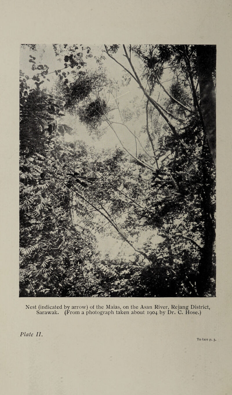 Nest (indicated by arrow) of the Maias, on the Asan River, Rejang District, Sarawak. (From a photograph taken about 1904 by Dr. C. Hose.) Plate II