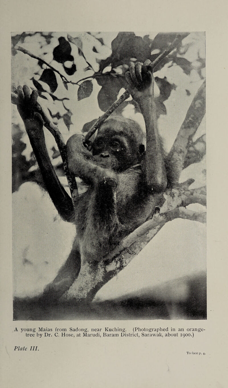 tree by Dr. C. Hose, at Marudi, Baram District, Sarawak, about 1900.) Plate III