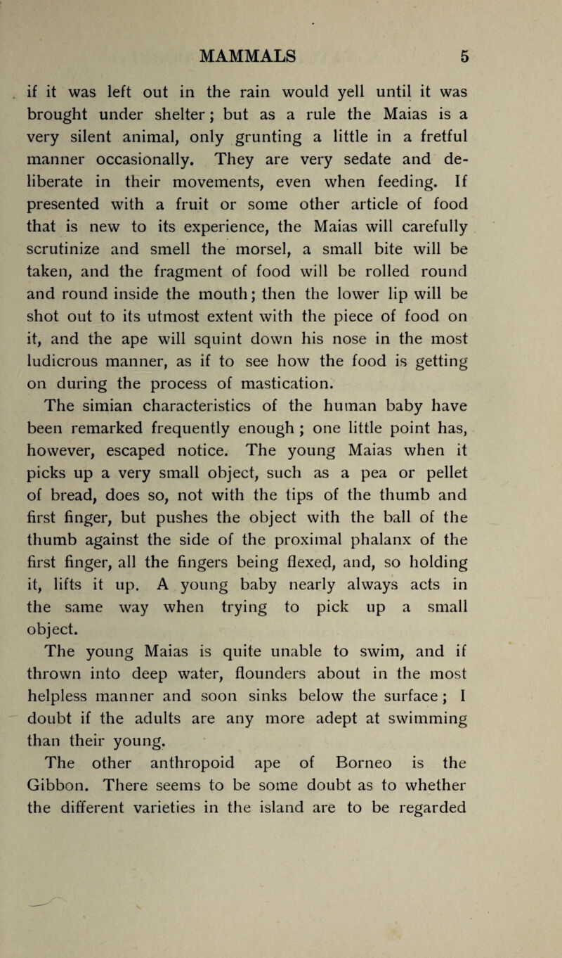 if it was left out in the rain would yell until it was brought under shelter; but as a rule the Maias is a very silent animal, only grunting a little in a fretful manner occasionally. They are very sedate and de¬ liberate in their movements, even when feeding. If presented with a fruit or some other article of food that is new to its experience, the Maias will carefully scrutinize and smell the morsel, a small bite will be taken, and the fragment of food will be rolled round and round inside the mouth; then the lower lip will be shot out to its utmost extent with the piece of food on it, and the ape will squint down his nose in the most ludicrous manner, as if to see how the food is getting on during the process of mastication. The simian characteristics of the human baby have been remarked frequently enough ; one little point has, however, escaped notice. The young Maias when it picks up a very small object, such as a pea or pellet of bread, does so, not with the tips of the thumb and first finger, but pushes the object with the ball of the thumb against the side of the proximal phalanx of the first finger, all the fingers being flexed, and, so holding it, lifts it up. A young baby nearly always acts in the same way when trying to pick up a small object. The young Maias is quite unable to swim, and if thrown into deep water, flounders about in the most helpless manner and soon sinks below the surface; I doubt if the adults are any more adept at swimming than their young. The other anthropoid ape of Borneo is the Gibbon. There seems to be some doubt as to whether the different varieties in the island are to be regarded