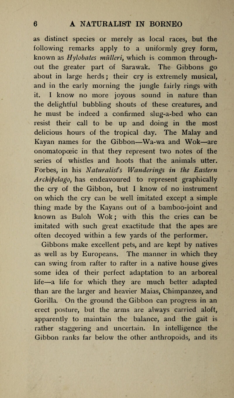 as distinct species or merely as local races, but the following remarks apply to a uniformly grey form, known as Hylobates miilleri, which is common through¬ out the greater part of Sarawak. The Gibbons go about in large herds; their cry is extremely musical, and in the early morning the jungle fairly rings with it. I know no more joyous sound in nature than the delightful bubbling shouts of these creatures, and he must be indeed a confirmed slug-a-bed who can resist their call to be up and doing in the most delicious hours of the tropical day. The Malay and Kayan names for the Gibbon—Wa-wa and Wok—are onomatopoeic in that they represent two notes of the series of whistles and hoots that the animals utter. Forbes, in his Naturalist’s Wanderings in the Eastern Archipelago, has endeavoured to represent graphically the cry of the Gibbon, but I know of no instrument on which the cry can be well imitated except a simple thing made by the Kayans out of a bamboo-joint and known as Buloh Wok; with this the cries can be imitated with such great exactitude that the apes are often decoyed within a few yards of the performer. Gibbons make excellent pets, and are kept by natives as well as by Europeans. The manner in which they can swing from rafter to rafter in a native house gives some idea of their perfect adaptation to an arboreal life—a life for which they are much better adapted than are the larger and heavier Maias, Chimpanzee, and Gorilla. On the ground the Gibbon can progress in an erect posture, but the arms are always carried aloft, apparently to maintain the balance, and the gait is rather staggering and uncertain. In intelligence the Gibbon ranks far below the other anthropoids, and its