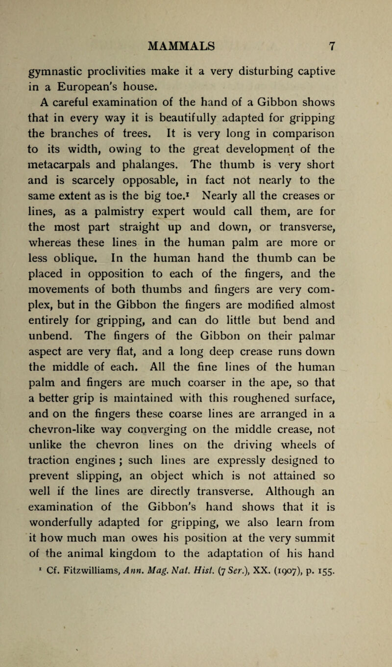 gymnastic proclivities make it a very disturbing captive in a European's house. A careful examination of the hand of a Gibbon shows that in every way it is beautifully adapted for gripping the branches of trees. It is very long in comparison to its width, owing to the great development of the metacarpals and phalanges. The thumb is very short and is scarcely opposable, in fact not nearly to the same extent as is the big toe.1 Nearly all the creases or lines, as a palmistry expert would call them, are for the most part straight up and down, or transverse, whereas these lines in the human palm are more or less oblique. In the human hand the thumb can be placed in opposition to each of the fingers, and the movements of both thumbs and fingers are very com¬ plex, but in the Gibbon the fingers are modified almost entirely for gripping, and can do little but bend and unbend. The fingers of the Gibbon on their palmar aspect are very flat, and a long deep crease runs down the middle of each. All the fine lines of the human palm and fingers are much coarser in the ape, so that a better grip is maintained with this roughened surface, and on the fingers these coarse lines are arranged in a chevron-like way converging on the middle crease, not unlike the chevron lines on the driving wheels of traction engines ; such lines are expressly designed to prevent slipping, an object which is not attained so well if the lines are directly transverse. Although an examination of the Gibbon's hand shows that it is wonderfully adapted for gripping, we also learn from it how much man owes his position at the very summit of the animal kingdom to the adaptation of his hand 1 Cf. Fitzwilliams, Ann. Mag. Nat. Hist. (7 Ser.), XX. (1907), p. 155.