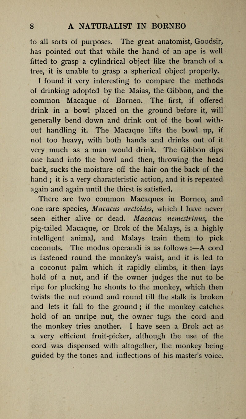 to all sorts of purposes. The great anatomist, Goodsir, has pointed out that while the hand of an ape is well fitted to grasp a cylindrical object like the branch of a tree, it is unable to grasp a spherical object properly. I found it very interesting to compare the methods of drinking adopted by the Maias, the Gibbon, and the common Macaque of Borneo. The first, if offered drink in a bowl placed on the ground before it, will generally bend down and drink out of the bowl with¬ out handling it. The Macaque lifts the bowl up, if not too heavy, with both hands and drinks out of it very much as a man would drink. The Gibbon dips one hand into the bowl and then, throwing the head back, sucks the moisture off the hair on the back of the hand ; it is a very characteristic action, and it is repeated again and again until the thirst is satisfied. There are two common Macaques in Borneo, and one rare species, Macacus arctoides, which I have never seen either alive or dead. Macacus nemestrinus, the pig-tailed Macaque, or Brok of the Malays, is a highly intelligent animal, and Malays train them to pick coconuts. The modus operandi is as follows :—A cord is fastened round the monkey's waist, and it is led to a coconut palm which it rapidly climbs, it then lays hold of a nut, and if the owner judges the nut to be ripe for plucking he shouts to the monkey, which then twists the nut round and round till the stalk is broken and lets it fall to the ground ; if the monkey catches hold of an unripe nut, the owner tugs the cord and the monkey tries another. I have seen a Brok act as a very efficient fruit-picker, although the use of the cord was dispensed with altogether, the monkey being guided by the tones and inflections of his master’s voice.