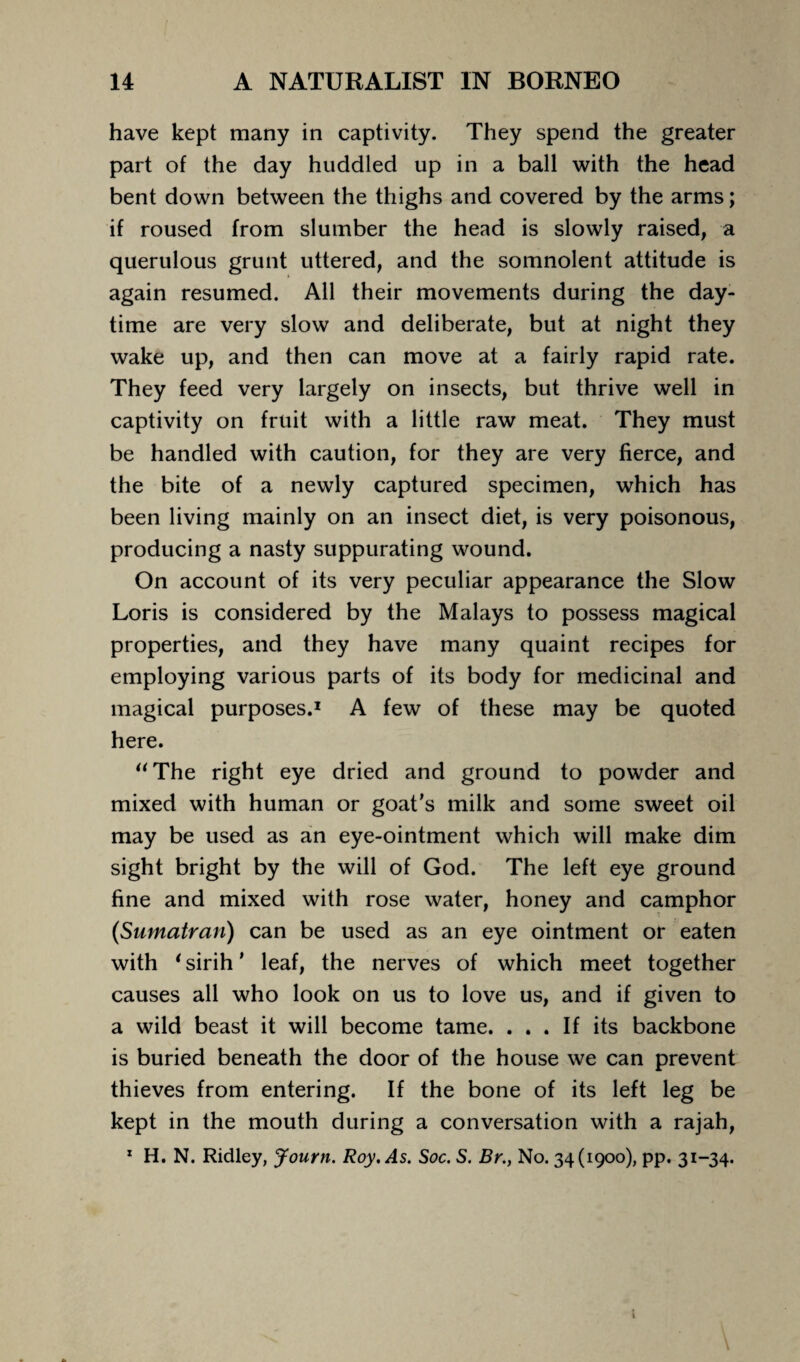 have kept many in captivity. They spend the greater part of the day huddled up in a ball with the head bent down between the thighs and covered by the arms; if roused from slumber the head is slowly raised, a querulous grunt uttered, and the somnolent attitude is again resumed. All their movements during the day¬ time are very slow and deliberate, but at night they wake up, and then can move at a fairly rapid rate. They feed very largely on insects, but thrive well in captivity on fruit with a little raw meat. They must be handled with caution, for they are very fierce, and the bite of a newly captured specimen, which has been living mainly on an insect diet, is very poisonous, producing a nasty suppurating wound. On account of its very peculiar appearance the Slow Loris is considered by the Malays to possess magical properties, and they have many quaint recipes for employing various parts of its body for medicinal and magical purposes.1 A few of these may be quoted here. “The right eye dried and ground to powder and mixed with human or goat's milk and some sweet oil may be used as an eye-ointment which will make dim sight bright by the will of God. The left eye ground fine and mixed with rose water, honey and camphor {Sumatran) can be used as an eye ointment or eaten with 1 sirih * leaf, the nerves of which meet together causes all who look on us to love us, and if given to a wild beast it will become tame. ... If its backbone is buried beneath the door of the house we can prevent thieves from entering. If the bone of its left leg be kept in the mouth during a conversation with a rajah, 1 H. N. Ridley, Journ. Roy. As. Soc. S. Br., No. 34(1900), pp. 31-34. i