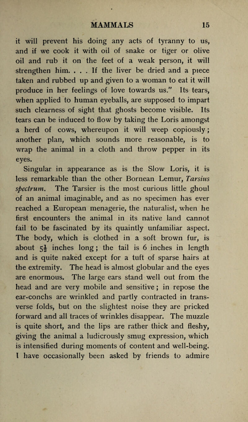 it will prevent his doing any acts of tyranny to us, and if we cook it with oil of snake or tiger or olive oil and rub it on the feet of a weak person, it will strengthen him. ... If the liver be dried and a piece taken and rubbed up and given to a woman to eat it will produce in her feelings of love towards us. Its tears, when applied to human eyeballs, are supposed to impart such clearness of sight that ghosts become visible. Its tears can be induced to flow by taking the Loris amongst a herd of cows, whereupon it will weep copiously; another plan, which sounds more reasonable, is to wrap the animal in a cloth and throw pepper in its eyes. Singular in appearance as is the Slow Loris, it is less remarkable than the other Bornean Lemur, Tarsius spectrum. The Tarsier is the most curious little ghoul of an animal imaginable, and as no specimen has ever reached a European menagerie, the naturalist, when he first encounters the animal in its native land cannot fail to be fascinated by its quaintly unfamiliar aspect. The body, which is clothed in a soft brown fur, is about inches long; the tail is 6 inches in length and is quite naked except for a tuft of sparse hairs at the extremity. The head is almost globular and the eyes are enormous. The large ears stand well out from the head and are very mobile and sensitive; in repose the ear-conchs are wrinkled and partly contracted in trans¬ verse folds, but on the slightest noise they arc pricked forward and all traces of wrinkles disappear. The muzzle is quite short, and the lips are rather thick and fleshy, giving the animal a ludicrously smug expression, which is intensified during moments of content and well-being. I have occasionally been asked by friends to admire