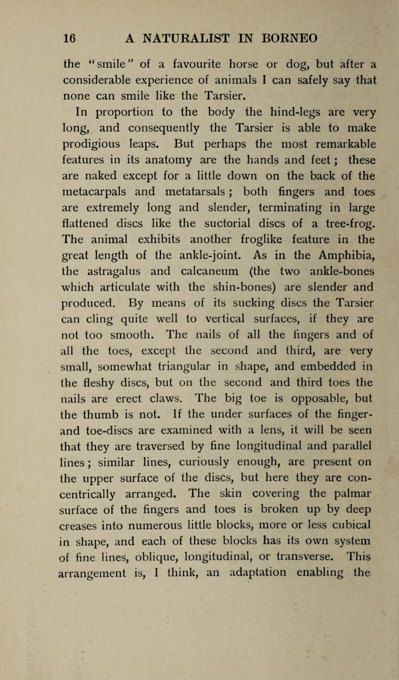 the “ smile of a favourite horse or dog, but after a considerable experience of animals I can safely say that none can smile like the Tarsier. In proportion to the body the hind-legs are very long, and consequently the Tarsier is able to make prodigious leaps. But perhaps the most remarkable features in its anatomy are the hands and feet; these are naked except for a little down on the back of the metacarpals and metatarsals; both fingers and toes are extremely long and slender, terminating in large flattened discs like the suctorial discs of a tree-frog. The animal exhibits another froglike feature in the great length of the ankle-joint. As in the Amphibia, the astragalus and calcaneum (the two ankle-bones which articulate with the shin-bones) are slender and produced. By means of its sucking discs the Tarsier can cling quite well to vertical surfaces, if they are not too smooth. The nails of all the fingers and of all the toes, except the second and third, are very small, somewhat triangular in shape, and embedded in the fleshy discs, but on the second and third toes the nails are erect claws. The big toe is opposable, but the thumb is not. If the under surfaces of the finger- and toe-discs are examined with a lens, it will be seen that they are traversed by fine longitudinal and parallel lines; similar lines, curiously enough, are present on the upper surface of the discs, but here they are con¬ centrically arranged. The skin covering the palmar surface of the fingers and toes is broken up by deep creases into numerous little blocks, more or less cubical in shape, and each of these blocks has its own system of fine lines, oblique, longitudinal, or transverse. This arrangement is, I think, an adaptation enabling the