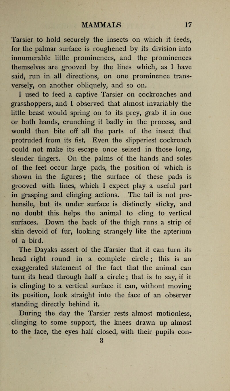 Tarsier to hold securely the insects on which it feeds, for the palmar surface is roughened by its division into innumerable little prominences, and the prominences themselves are grooved by the lines which, as I have said, run in all directions, on one prominence trans¬ versely, on another obliquely, and so on. I used to feed a captive Tarsier on cockroaches and grasshoppers, and I observed that almost invariably the little beast would spring on to its prey, grab it in one or both hands, crunching it badly in the process, and would then bite off all the parts of the insect that protruded from its fist. Even the slipperiest cockroach could not make its escape once seized in those long, slender fingers. On the palms of the hands and soles of the feet occur large pads, the position of which is shown in the figures; the surface of these pads is grooved with lines, which I expect play a useful part in grasping and clinging actions. The tail is not pre¬ hensile, but its under surface is distinctly sticky, and no doubt this helps the animal to cling to vertical surfaces. Down the back of the thigh runs a strip of skin devoid of fur, looking strangely like the apterium of a bird. The Dayaks assert of the Tarsier that it can turn its head right round in a complete circle; this is an exaggerated statement of the fact that the animal can turn its head through half a circle; that is to say, if it is clinging to a vertical surface it can, without moving its position, look straight into the face of an observer standing directly behind it. During the day the Tarsier rests almost motionless, clinging to some support, the knees drawn up almost to the face, the eyes half closed, with their pupils con- 3