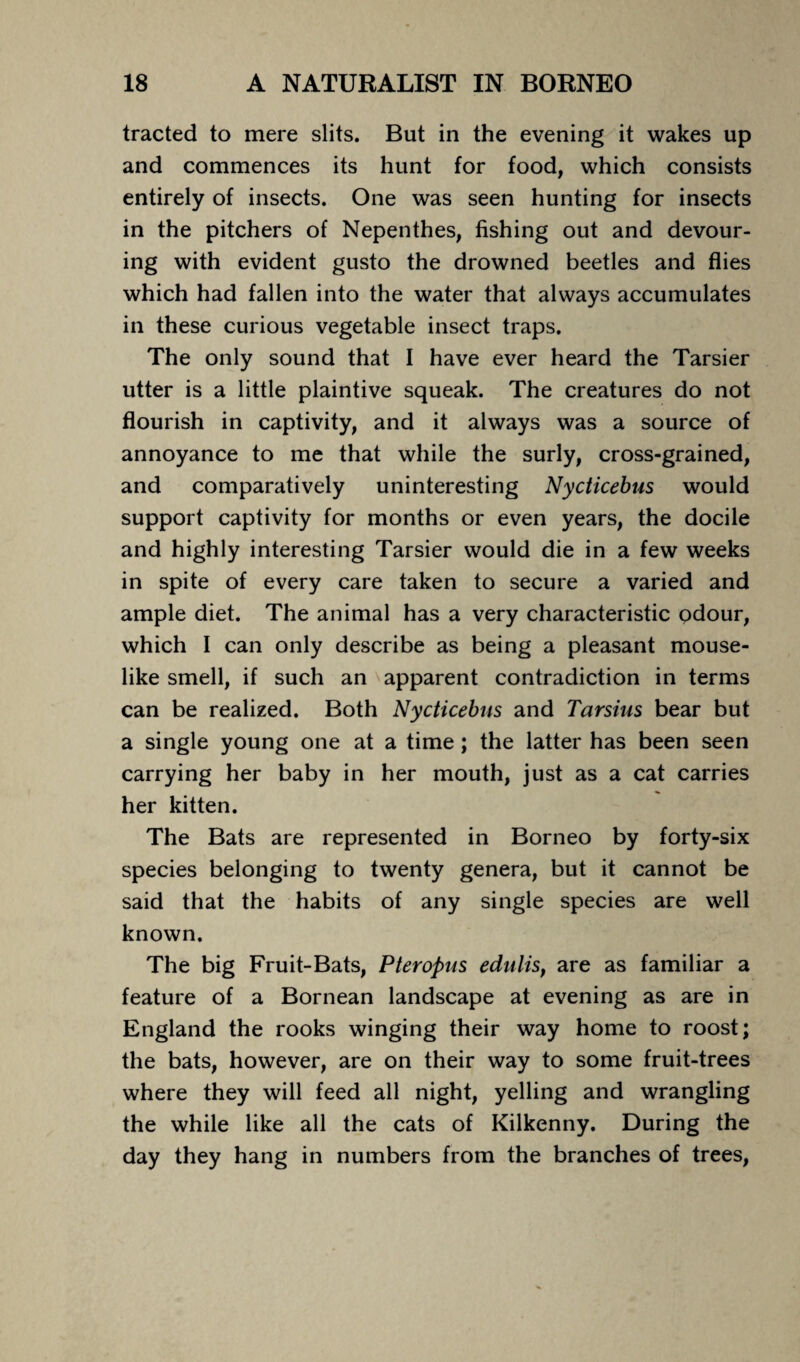 tracted to mere slits. But in the evening it wakes up and commences its hunt for food, which consists entirely of insects. One was seen hunting for insects in the pitchers of Nepenthes, fishing out and devour¬ ing with evident gusto the drowned beetles and flies which had fallen into the water that always accumulates in these curious vegetable insect traps. The only sound that I have ever heard the Tarsier utter is a little plaintive squeak. The creatures do not flourish in captivity, and it always was a source of annoyance to me that while the surly, cross-grained, and comparatively uninteresting Nycticebus would support captivity for months or even years, the docile and highly interesting Tarsier would die in a few weeks in spite of every care taken to secure a varied and ample diet. The animal has a very characteristic odour, which I can only describe as being a pleasant mouse¬ like smell, if such an apparent contradiction in terms can be realized. Both Nycticebus and Tarsius bear but a single young one at a time; the latter has been seen carrying her baby in her mouth, just as a cat carries her kitten. The Bats are represented in Borneo by forty-six species belonging to twenty genera, but it cannot be said that the habits of any single species are well known. The big Fruit-Bats, Pteropus edulisf are as familiar a feature of a Bornean landscape at evening as are in England the rooks winging their way home to roost; the bats, however, are on their way to some fruit-trees where they will feed all night, yelling and wrangling the while like all the cats of Kilkenny. During the day they hang in numbers from the branches of trees,
