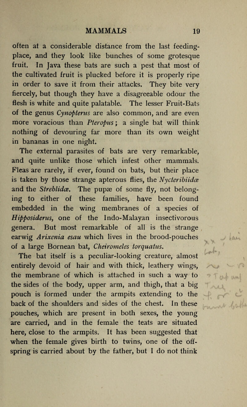 often at a considerable distance from the last feeding- place, and they look like bunches of some grotesque fruit. In Java these bats are such a pest that most of the cultivated fruit is plucked before it is properly ripe in order to save it from their attacks. They bite very fiercely, but though they have a disagreeable odour the flesh is white and quite palatable. The lesser Fruit-Bats of the genus Cynopterus are also common, and are even more voracious than Pteropus; a single bat will think nothing of devouring far more than its own weight in bananas in one night. The external parasites of bats are very remarkable, and quite unlike those which infest other mammals. Fleas are rarely, if ever, found on bats, but their place is taken by those strange apterous flies, the Nycteribiidce and the Streblidce. The pupae of some fly, not belong¬ ing to either of these families, have been found embedded in the wing membranes of a species of Hipposiderus, one of the Indo-Malayan insectivorous genera. But most remarkable of all is the strange earwig Arixenia esau which lives in the brood-pouches of a large Bornean bat, Cheiromeles torquatus. The bat itself is a peculiar-looking creature, almost entirely devoid of hair and with thick, leathery wings, the membrane of which is attached in such a way to the sides of the body, upper arm, and thigh, that a big pouch is formed under the armpits extending to the back of the shoulders and sides of the chest. In these pouches, which are present in both sexes, the young are carried, and in the female the teats are situated here, close to the armpits. It has been suggested that when the female gives birth to twins, one of the off¬ spring is carried about by the father, but I do not think
