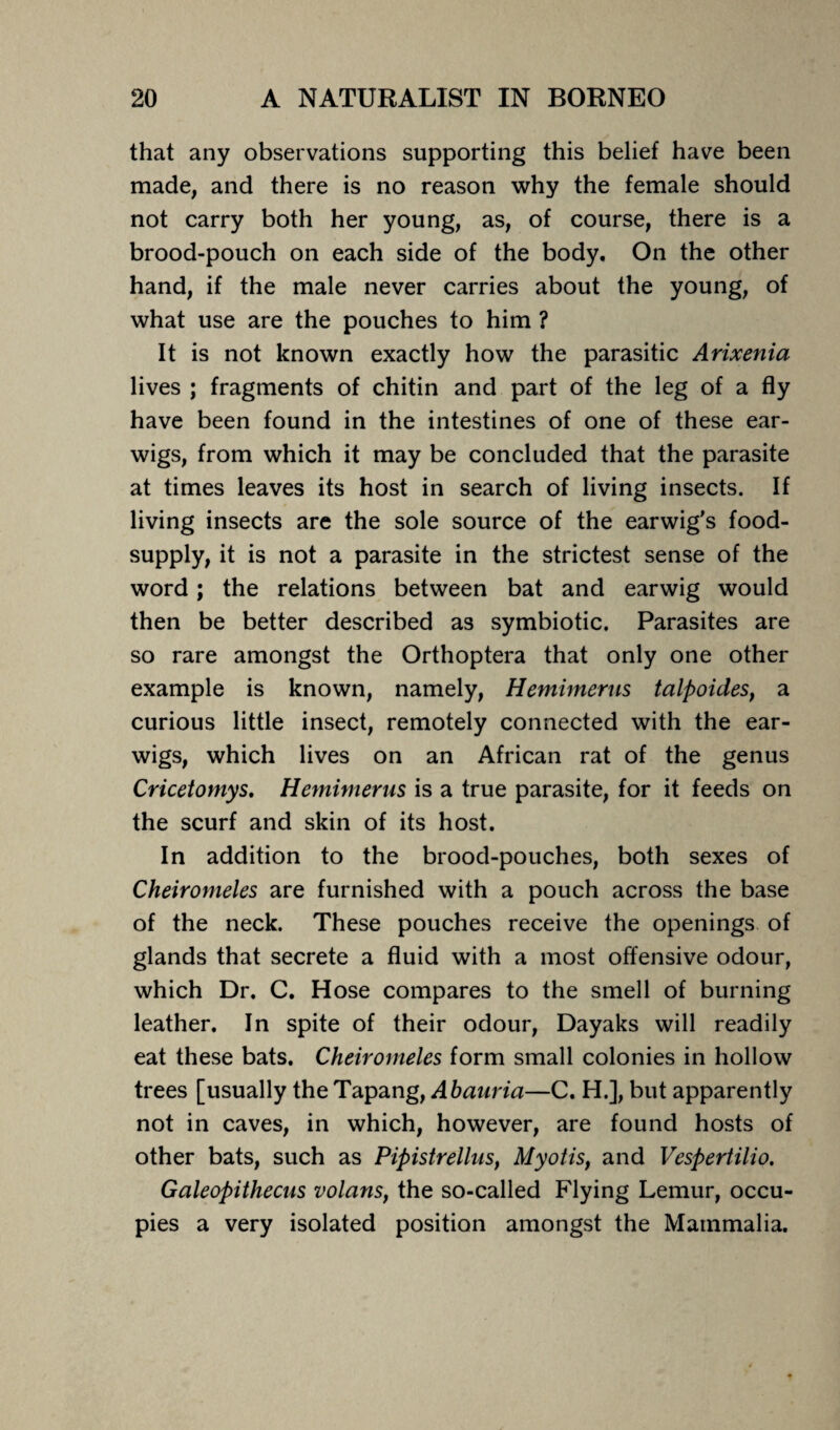 that any observations supporting this belief have been made, and there is no reason why the female should not carry both her young, as, of course, there is a brood-pouch on each side of the body. On the other hand, if the male never carries about the young, of what use are the pouches to him ? It is not known exactly how the parasitic Arixenia lives ; fragments of chitin and part of the leg of a fly have been found in the intestines of one of these ear¬ wigs, from which it may be concluded that the parasite at times leaves its host in search of living insects. If living insects are the sole source of the earwig's food- supply, it is not a parasite in the strictest sense of the word; the relations between bat and earwig would then be better described as symbiotic. Parasites are so rare amongst the Orthoptera that only one other example is known, namely, Hemimerus talpoides, a curious little insect, remotely connected with the ear¬ wigs, which lives on an African rat of the genus Cricetomys. Hemimerus is a true parasite, for it feeds on the scurf and skin of its host. In addition to the brood-pouches, both sexes of Cheiromeles are furnished with a pouch across the base of the neck. These pouches receive the openings of glands that secrete a fluid with a most offensive odour, which Dr. C. Hose compares to the smell of burning leather. In spite of their odour, Dayaks will readily eat these bats. Cheiromeles form small colonies in hollow trees [usually the Tapang, Abauria—C. H.], but apparently not in caves, in which, however, are found hosts of other bats, such as Pipistrellus, Myotisf and Vespertilio. Galeopithecus volans, the so-called Flying Lemur, occu¬ pies a very isolated position amongst the Mammalia.