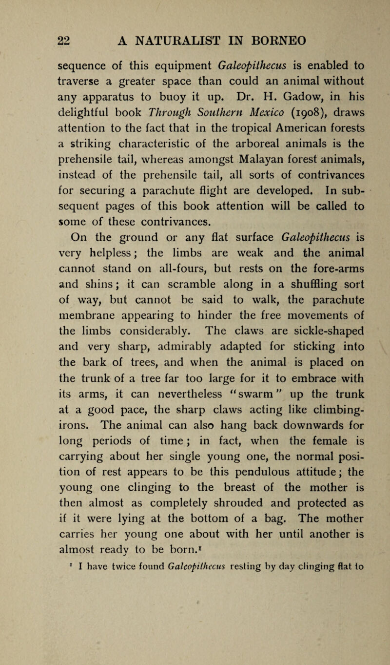 sequence of this equipment Galeopithecus is enabled to traverse a greater space than could an animal without any apparatus to buoy it up. Dr. H. Gadow, in his delightful book Through Southern Mexico (1908), draws attention to the fact that in the tropical American forests a striking characteristic of the arboreal animals is the prehensile tail, whereas amongst Malayan forest animals, instead of the prehensile tail, all sorts of contrivances for securing a parachute flight are developed. In sub¬ sequent pages of this book attention will be called to some of these contrivances. On the ground or any flat surface Galeopithecus is very helpless; the limbs are weak and the animal cannot stand on all-fours, but rests on the fore-arms and shins; it can scramble along in a shuffling sort of way, but cannot be said to walk, the parachute membrane appearing to hinder the free movements of the limbs considerably. The claws are sickle-shaped and very sharp, admirably adapted for sticking into the bark of trees, and when the animal is placed on the trunk of a tree far too large for it to embrace with its arms, it can nevertheless “swarm up the trunk at a good pace, the sharp claws acting like climbing- irons. The animal can also hang back downwards for long periods of time; in fact, when the female is carrying about her single young one, the normal posi¬ tion of rest appears to be this pendulous attitude; the young one clinging to the breast of the mother is then almost as completely shrouded and protected as if it were lying at the bottom of a bag. The mother carries her young one about with her until another is almost ready to be born.1 1 I have twice found Galeopithecus resting by day clinging flat to