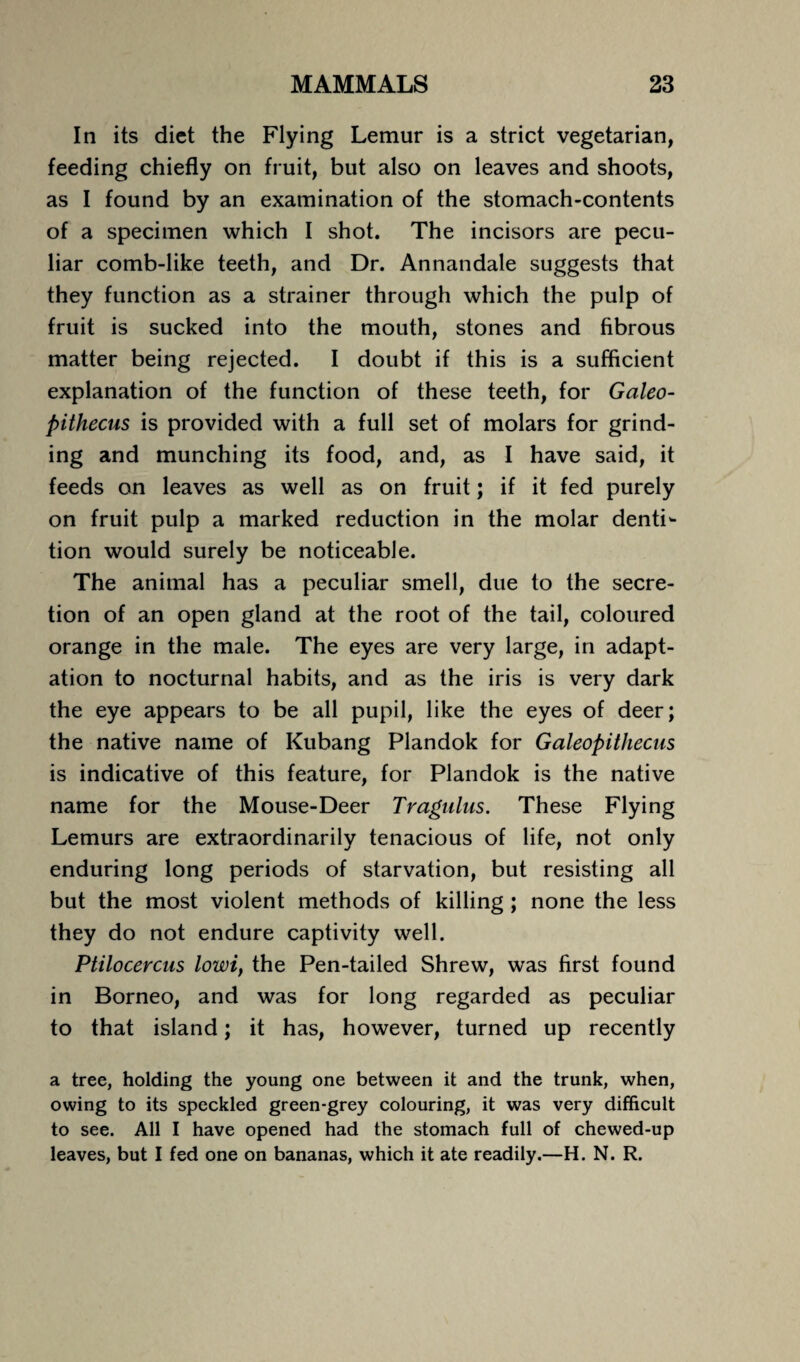 In its diet the Flying Lemur is a strict vegetarian, feeding chiefly on fruit, but also on leaves and shoots, as I found by an examination of the stomach-contents of a specimen which I shot. The incisors are pecu¬ liar comb-like teeth, and Dr. Annandale suggests that they function as a strainer through which the pulp of fruit is sucked into the mouth, stones and fibrous matter being rejected. I doubt if this is a sufficient explanation of the function of these teeth, for Galeo- pithecus is provided with a full set of molars for grind¬ ing and munching its food, and, as I have said, it feeds on leaves as well as on fruit; if it fed purely on fruit pulp a marked reduction in the molar denti¬ tion would surely be noticeable. The animal has a peculiar smell, due to the secre¬ tion of an open gland at the root of the tail, coloured orange in the male. The eyes are very large, in adapt¬ ation to nocturnal habits, and as the iris is very dark the eye appears to be all pupil, like the eyes of deer; the native name of Kubang Plandok for Galeopithecus is indicative of this feature, for Plandok is the native name for the Mouse-Deer Tragulus. These Flying Lemurs are extraordinarily tenacious of life, not only enduring long periods of starvation, but resisting all but the most violent methods of killing ; none the less they do not endure captivity well. Ptilocercus lowi, the Pen-tailed Shrew, was first found in Borneo, and was for long regarded as peculiar to that island; it has, however, turned up recently a tree, holding the young one between it and the trunk, when, owing to its speckled green-grey colouring, it was very difficult to see. All I have opened had the stomach full of chewed-up leaves, but I fed one on bananas, which it ate readily.—H. N. R.