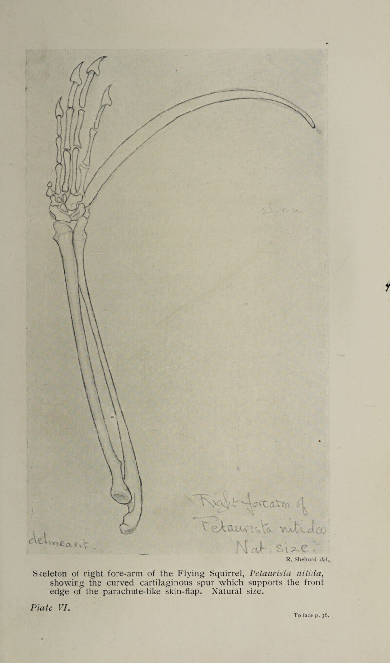 Skeleton of right fore-arm of the Flying Squirrel, Petaurista nitida, showing the curved cartilaginous spur which supports the front edge of the parachute-like skin-flap. Natural size. Plate VI.