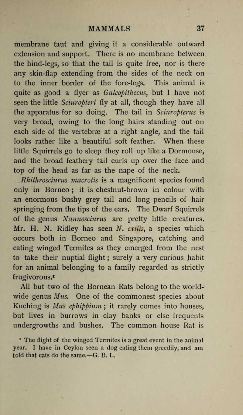 membrane taut and giving it a considerable outward extension and support. There is no membrane between the hind-legs, so that the tail is quite free, nor is there any skin-flap extending from the sides of the neck on to the inner border of the fore-legs. This animal is quite as good a flyer as Galeopithecus, but I have not seen the little Sciuropteri fly at all, though they have all the apparatus for so doing. The tail in Sciuropterus is very broad, owing to the long hairs standing out on each side of the vertebrae at a right angle, and the tail looks rather like a beautiful soft feather. When these little Squirrels go to sleep they roll up like a Dormouse, and the broad feathery tail curls up over the face and top of the head as far as the nape of the neck. Rhithrosciurus macrotis is a magnificent species found only in Borneo ; it is chestnut-brown in colour with an enormous bushy grey tail and long pencils of hair springing from the tips of the ears. The Dwarf Squirrels of the genus Nannosciurus are pretty little creatures. Mr. H. N. Ridley has seen N. exilis, a species which occurs both in Borneo and Singapore, catching and eating winged Termites as they emerged from the nest to take their nuptial flight; surely a very curious habit for an animal belonging to a family regarded as strictly frugivorous.1 All but two of the Bornean Rats belong to the world¬ wide genus Mus. One of the commonest species about Kuching is Mus ephippium ; it rarely comes into houses, but lives in burrows in clay banks or else frequents undergrowths and bushes. The common house Rat is 1 The flight of the winged Termites is a great event in the animal year. I have in Ceylon seen a dog eating them greedily, and am told that cats do the same.—G. B. L.