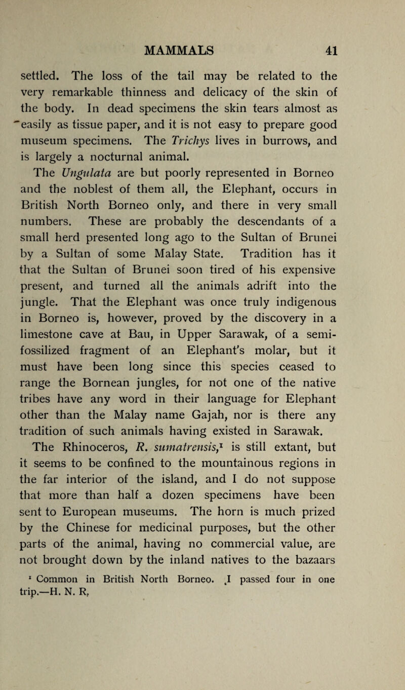 settled. The loss of the tail may be related to the very remarkable thinness and delicacy of the skin of the body. In dead specimens the skin tears almost as easily as tissue paper, and it is not easy to prepare good museum specimens. The Trichys lives in burrows, and is largely a nocturnal animal. The Ungulata are but poorly represented in Borneo and the noblest of them all, the Elephant, occurs in British North Borneo only, and there in very small numbers. These are probably the descendants of a small herd presented long ago to the Sultan of Brunei by a Sultan of some Malay State. Tradition has it that the Sultan of Brunei soon tired of his expensive present, and turned all the animals adrift into the jungle. That the Elephant was once truly indigenous in Borneo is, however, proved by the discovery in a limestone cave at Bau, in Upper Sarawak, of a semi- fossilized fragment of an Elephant's molar, but it must have been long since this species ceased to range the Bornean jungles, for not one of the native tribes have any word in their language for Elephant other than the Malay name Gajah, nor is there any tradition of such animals having existed in Sarawak. The Rhinoceros, R. sumatrensis,* is still extant, but it seems to be confined to the mountainous regions in the far interior of the island, and I do not suppose that more than half a dozen specimens have been sent to European museums. The horn is much prized by the Chinese for medicinal purposes, but the other parts of the animal, having no commercial value, are not brought down by the inland natives to the bazaars 1 Common in British North Borneo. 4I passed four in one trip.—H. N. R,
