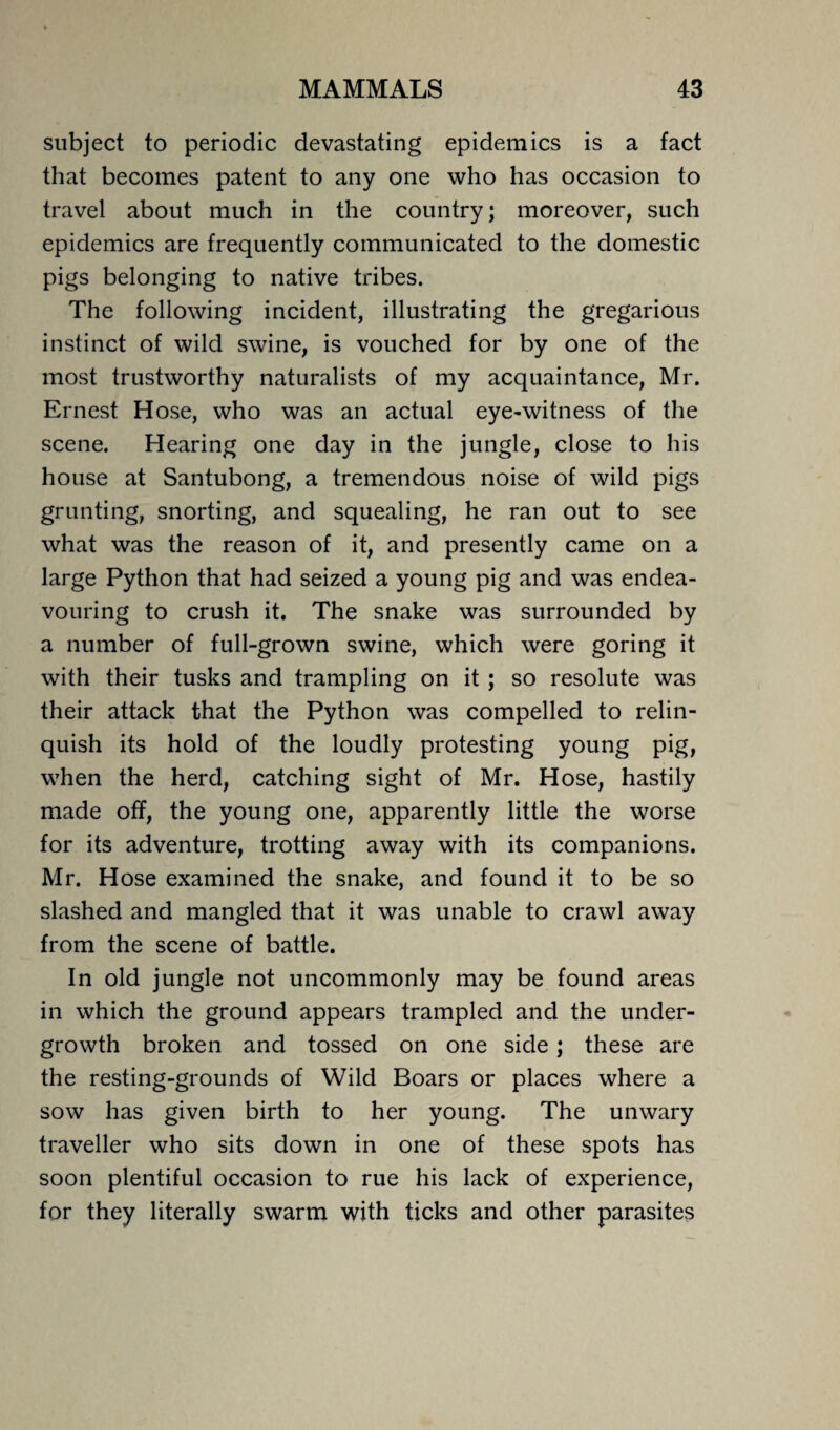 subject to periodic devastating epidemics is a fact that becomes patent to any one who has occasion to travel about much in the country; moreover, such epidemics are frequently communicated to the domestic pigs belonging to native tribes. The following incident, illustrating the gregarious instinct of wild swine, is vouched for by one of the most trustworthy naturalists of my acquaintance, Mr. Ernest Hose, who was an actual eye-witness of the scene. Hearing one day in the jungle, close to his house at Santubong, a tremendous noise of wild pigs grunting, snorting, and squealing, he ran out to see what was the reason of it, and presently came on a large Python that had seized a young pig and was endea¬ vouring to crush it. The snake was surrounded by a number of full-grown swine, which were goring it with their tusks and trampling on it ; so resolute was their attack that the Python was compelled to relin¬ quish its hold of the loudly protesting young pig, when the herd, catching sight of Mr. Hose, hastily made off, the young one, apparently little the worse for its adventure, trotting away with its companions. Mr. Hose examined the snake, and found it to be so slashed and mangled that it was unable to crawl away from the scene of battle. In old jungle not uncommonly may be found areas in which the ground appears trampled and the under¬ growth broken and tossed on one side; these are the resting-grounds of Wild Boars or places where a sow has given birth to her young. The unwary traveller who sits down in one of these spots has soon plentiful occasion to rue his lack of experience, for they literally swarm with ticks and other parasites