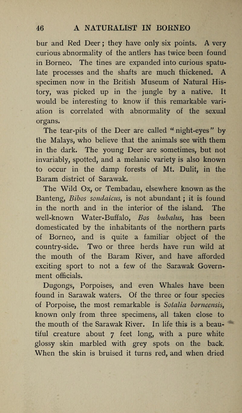 bur and Red Deer; they have only six points. A very curious abnormality of the antlers has twice been found in Borneo. The tines are expanded into curious spatu- late processes and the shafts are much thickened. A specimen now in the British Museum of Natural His¬ tory, was picked up in the jungle by a native. It would be interesting to know if this remarkable vari¬ ation is correlated with abnormality of the sexual organs. The tear-pits of the Deer are called u night-eyes ” by the Malays, who believe that the animals see with them in the dark. The young Deer are sometimes, but not invariably, spotted, and a melanic variety is also known to occur in the damp forests of Mt. Dulit, in the Baram district of Sarawak. The Wild Ox, or Tembadau, elsewhere known as the Banteng, Bibos sondaicus, is not abundant; it is found in the north and in the interior of the island. The well-known Water-Buffalo, Bos bubalus, has been domesticated by the inhabitants of the northern parts of Borneo, and is quite a familiar object of the country-side. Two or three herds have run wild at the mouth of the Baram River, and have afforded exciting sport to not a few of the Sarawak Govern¬ ment officials. Dugongs, Porpoises, and even Whales have been found in Sarawak waters. Of the three or four species of Porpoise, the most remarkable is Sotalia borneensis, known only from three specimens, all taken close to the mouth of the Sarawak River. In life this is a beau¬ tiful creature about 7 feet long, with a pure white glossy skin marbled with grey spots on the back. When the skin is bruised it turns red, and when dried