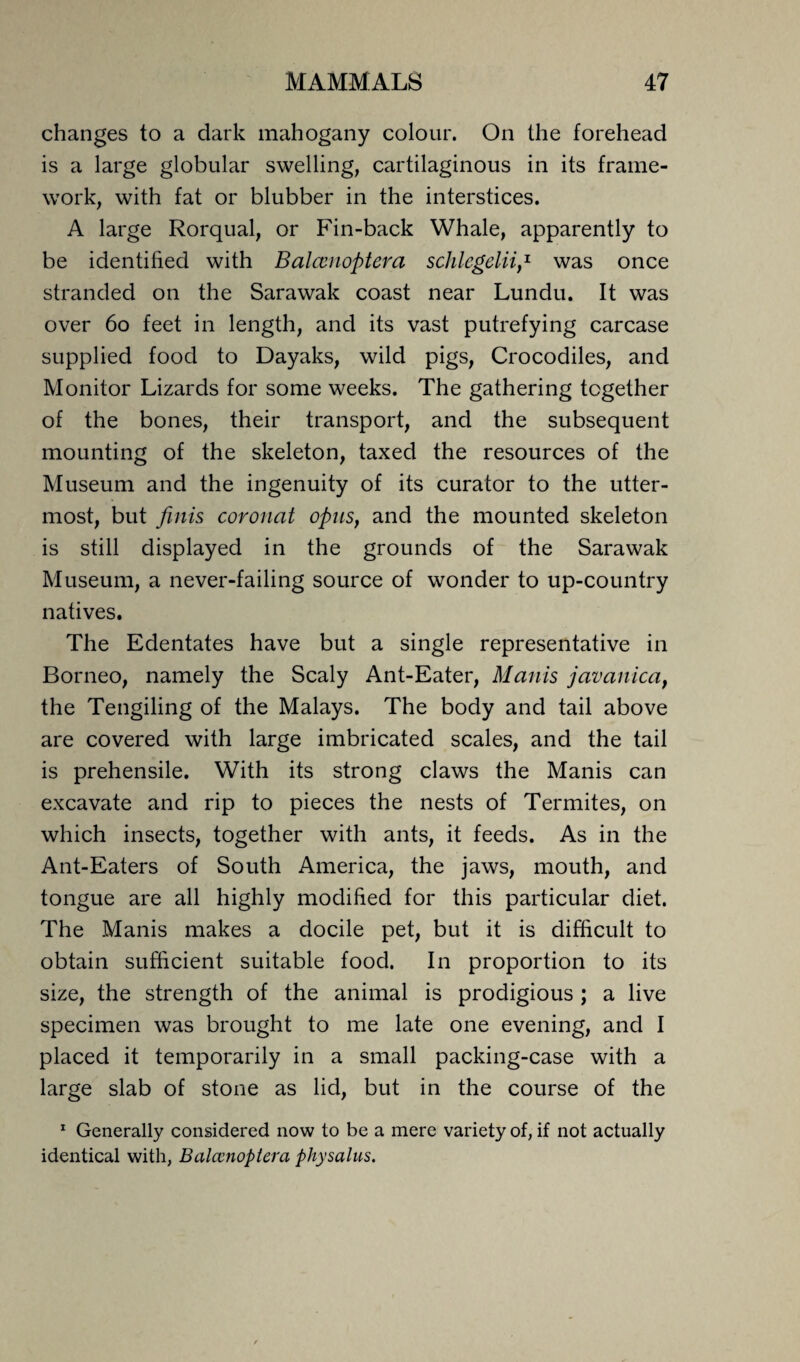 changes to a dark mahogany colour. On the forehead is a large globular swelling, cartilaginous in its frame¬ work, with fat or blubber in the interstices. A large Rorqual, or Fin-back Whale, apparently to be identified with Balamoptera schlcgelii,1 was once stranded on the Sarawak coast near Lundu. It was over 60 feet in length, and its vast putrefying carcase supplied food to Dayaks, wild pigs, Crocodiles, and Monitor Lizards for some weeks. The gathering together of the bones, their transport, and the subsequent mounting of the skeleton, taxed the resources of the Museum and the ingenuity of its curator to the utter¬ most, but finis coronat opus, and the mounted skeleton is still displayed in the grounds of the Sarawak Museum, a never-failing source of wonder to up-country natives. The Edentates have but a single representative in Borneo, namely the Scaly Ant-Eater, Manis javanica, the Tengiling of the Malays. The body and tail above are covered with large imbricated scales, and the tail is prehensile. With its strong claws the Manis can excavate and rip to pieces the nests of Termites, on which insects, together with ants, it feeds. As in the Ant-Eaters of South America, the jaws, mouth, and tongue are all highly modified for this particular diet. The Manis makes a docile pet, but it is difficult to obtain sufficient suitable food. In proportion to its size, the strength of the animal is prodigious ; a live specimen was brought to me late one evening, and I placed it temporarily in a small packing-case with a large slab of stone as lid, but in the course of the 1 Generally considered now to be a mere variety of, if not actually identical with, Balcenoptera physalus.