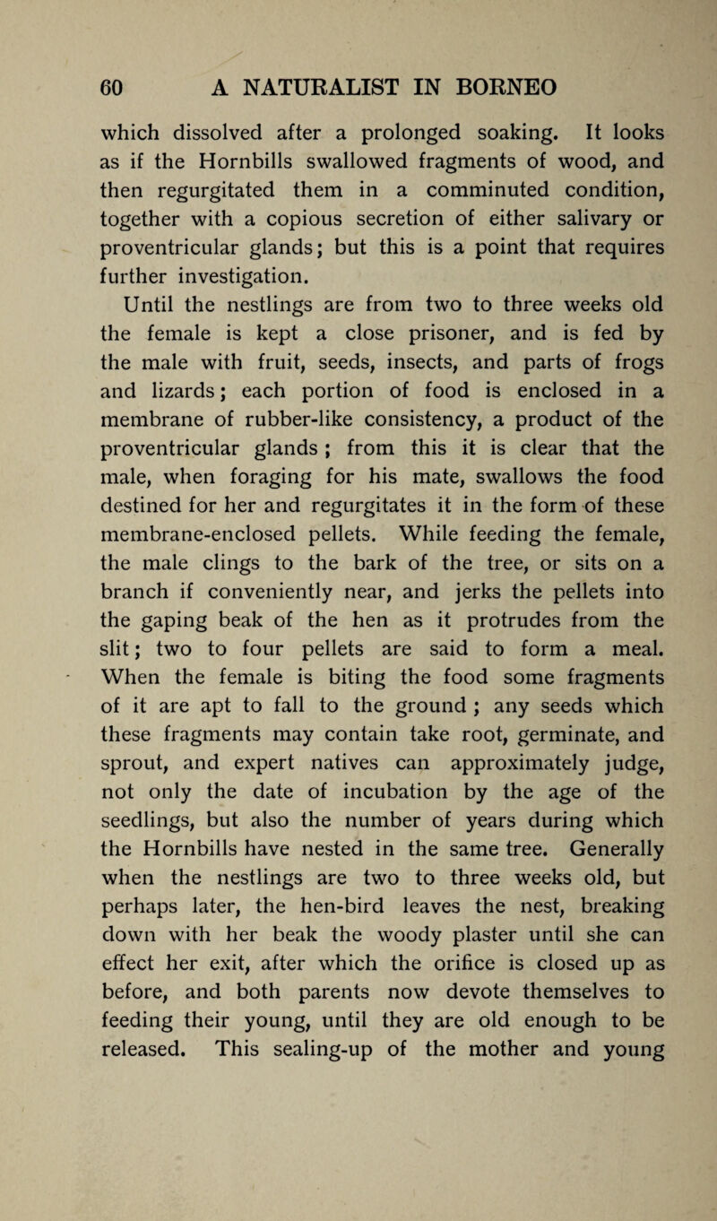 which dissolved after a prolonged soaking. It looks as if the Hornbills swallowed fragments of wood, and then regurgitated them in a comminuted condition, together with a copious secretion of either salivary or proventricular glands; but this is a point that requires further investigation. Until the nestlings are from two to three weeks old the female is kept a close prisoner, and is fed by the male with fruit, seeds, insects, and parts of frogs and lizards; each portion of food is enclosed in a membrane of rubber-like consistency, a product of the proventricular glands ; from this it is clear that the male, when foraging for his mate, swallows the food destined for her and regurgitates it in the form of these membrane-enclosed pellets. While feeding the female, the male clings to the bark of the tree, or sits on a branch if conveniently near, and jerks the pellets into the gaping beak of the hen as it protrudes from the slit; two to four pellets are said to form a meal. When the female is biting the food some fragments of it are apt to fall to the ground ; any seeds which these fragments may contain take root, germinate, and sprout, and expert natives can approximately judge, not only the date of incubation by the age of the seedlings, but also the number of years during which the Hornbills have nested in the same tree. Generally when the nestlings are two to three weeks old, but perhaps later, the hen-bird leaves the nest, breaking down with her beak the woody plaster until she can effect her exit, after which the orifice is closed up as before, and both parents now devote themselves to feeding their young, until they are old enough to be released. This sealing-up of the mother and young