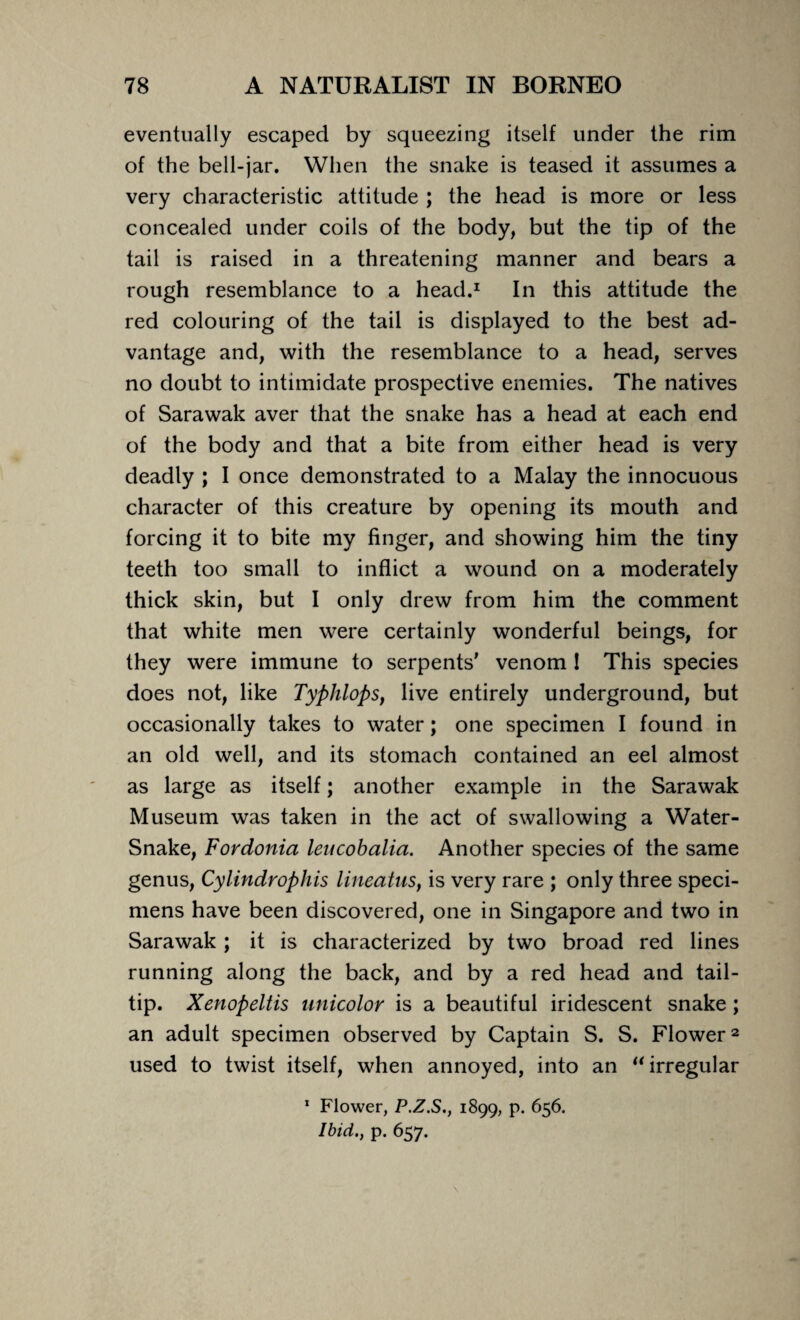 eventually escaped by squeezing itself under the rim of the bell-jar. When the snake is teased it assumes a very characteristic attitude ; the head is more or less concealed under coils of the body, but the tip of the tail is raised in a threatening manner and bears a rough resemblance to a head.1 In this attitude the red colouring of the tail is displayed to the best ad¬ vantage and, with the resemblance to a head, serves no doubt to intimidate prospective enemies. The natives of Sarawak aver that the snake has a head at each end of the body and that a bite from either head is very deadly ; I once demonstrated to a Malay the innocuous character of this creature by opening its mouth and forcing it to bite my finger, and showing him the tiny teeth too small to inflict a wound on a moderately thick skin, but I only drew from him the comment that white men were certainly wonderful beings, for they were immune to serpents' venom I This species does not, like Typhlops, live entirely underground, but occasionally takes to water; one specimen I found in an old well, and its stomach contained an eel almost as large as itself; another example in the Sarawak Museum was taken in the act of swallowing a Water- Snake, Fordonia leucobalia. Another species of the same genus, Cylindrophis lineatus, is very rare ; only three speci¬ mens have been discovered, one in Singapore and two in Sarawak; it is characterized by two broad red lines running along the back, and by a red head and tail- tip. Xenopeltis unicolor is a beautiful iridescent snake; an adult specimen observed by Captain S. S. Flower2 used to twist itself, when annoyed, into an “ irregular 1 Flower, P.Z.S., 1899, p. 656. Ibid., p. 657.