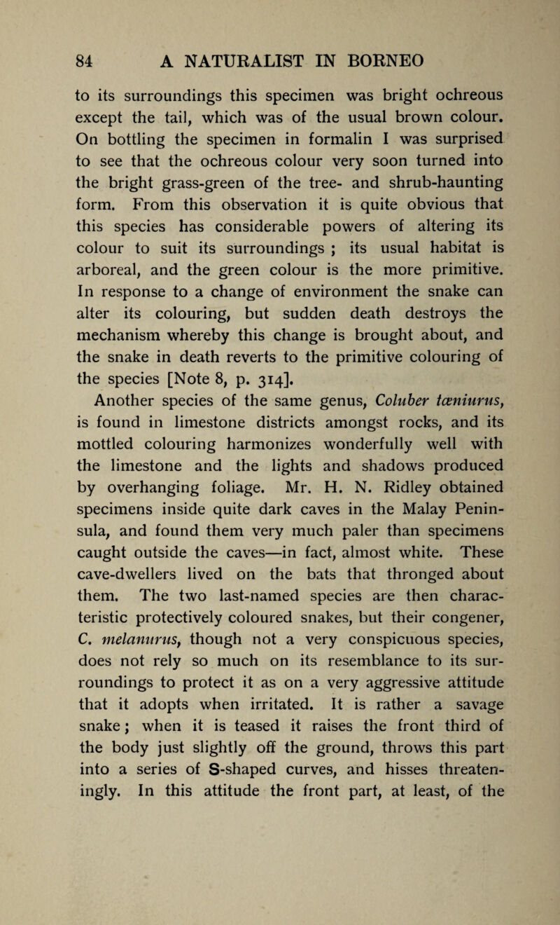 to its surroundings this specimen was bright ochreous except the tail, which was of the usual brown colour. On bottling the specimen in formalin I was surprised to see that the ochreous colour very soon turned into the bright grass-green of the tree- and shrub-haunting form. From this observation it is quite obvious that this species has considerable powers of altering its colour to suit its surroundings ; its usual habitat is arboreal, and the green colour is the more primitive. In response to a change of environment the snake can alter its colouring, but sudden death destroys the mechanism whereby this change is brought about, and the snake in death reverts to the primitive colouring of the species [Note 8, p. 314]. Another species of the same genus, Coluber tceniurus, is found in limestone districts amongst rocks, and its mottled colouring harmonizes wonderfully well with the limestone and the lights and shadows produced by overhanging foliage. Mr. H. N. Ridley obtained specimens inside quite dark caves in the Malay Penin¬ sula, and found them very much paler than specimens caught outside the caves—in fact, almost white. These cave-dwellers lived on the bats that thronged about them. The two last-named species are then charac¬ teristic protectively coloured snakes, but their congener, C. melanuruSf though not a very conspicuous species, does not rely so much on its resemblance to its sur¬ roundings to protect it as on a very aggressive attitude that it adopts when irritated. It is rather a savage snake; when it is teased it raises the front third of the body just slightly off the ground, throws this part into a series of S-shaped curves, and hisses threaten¬ ingly. In this attitude the front part, at least, of the