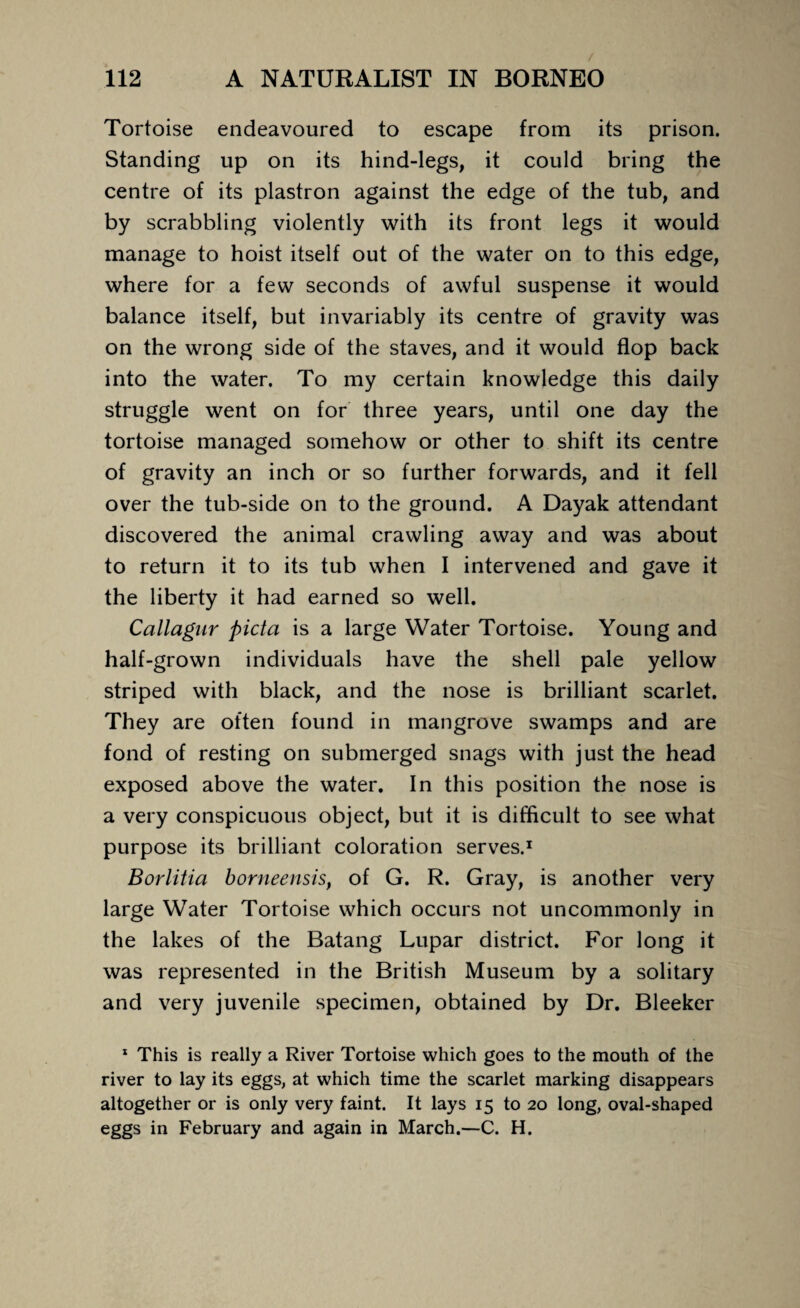 Tortoise endeavoured to escape from its prison. Standing up on its hind-legs, it could bring the centre of its plastron against the edge of the tub, and by scrabbling violently with its front legs it would manage to hoist itself out of the water on to this edge, where for a few seconds of awful suspense it would balance itself, but invariably its centre of gravity was on the wrong side of the staves, and it would flop back into the water. To my certain knowledge this daily struggle went on for three years, until one day the tortoise managed somehow or other to shift its centre of gravity an inch or so further forwards, and it fell over the tub-side on to the ground. A Dayak attendant discovered the animal crawling away and was about to return it to its tub when I intervened and gave it the liberty it had earned so well. Callagur picta is a large Water Tortoise. Young and half-grown individuals have the shell pale yellow striped with black, and the nose is brilliant scarlet. They are often found in mangrove swamps and are fond of resting on submerged snags with just the head exposed above the water. In this position the nose is a very conspicuous object, but it is difficult to see what purpose its brilliant coloration serves.1 Borlitia borneensis, of G. R. Gray, is another very large Water Tortoise which occurs not uncommonly in the lakes of the Batang Lupar district. For long it was represented in the British Museum by a solitary and very juvenile specimen, obtained by Dr. Bleeker x This is really a River Tortoise which goes to the mouth of the river to lay its eggs, at which time the scarlet marking disappears altogether or is only very faint. It lays 15 to 20 long, oval-shaped eggs in February and again in March.—C. H.