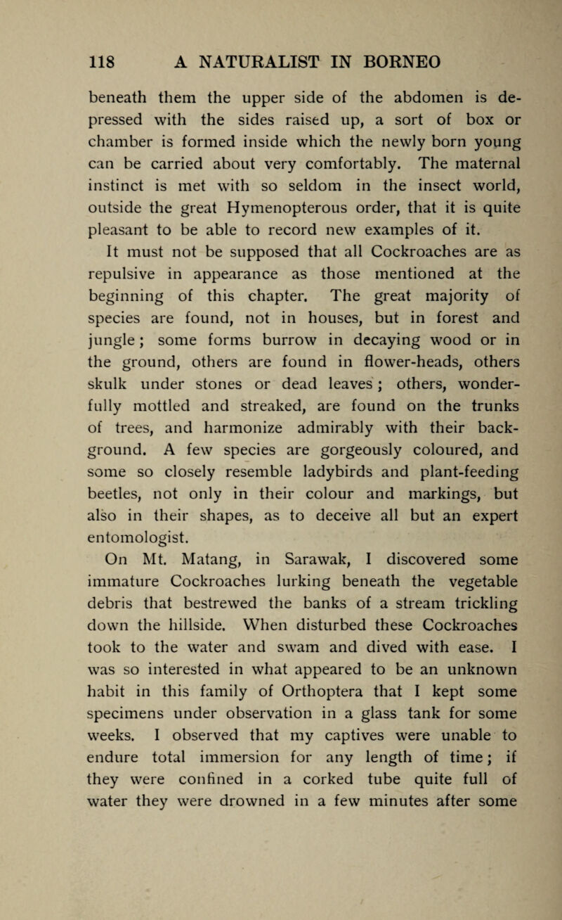 beneath them the upper side of the abdomen is de¬ pressed with the sides raised up, a sort of box or chamber is formed inside which the newly born young can be carried about very comfortably. The maternal instinct is met with so seldom in the insect world, outside the great Hymenopterous order, that it is quite pleasant to be able to record new examples of it. It must not be supposed that all Cockroaches are as repulsive in appearance as those mentioned at the beginning of this chapter. The great majority of species are found, not in houses, but in forest and jungle ; some forms burrow in decaying wood or in the ground, others are found in flower-heads, others skulk under stones or dead leaves; others, wonder¬ fully mottled and streaked, are found on the trunks of trees, and harmonize admirably with their back¬ ground. A few species are gorgeously coloured, and some so closely resemble ladybirds and plant-feeding beetles, not only in their colour and markings, but also in their shapes, as to deceive all but an expert entomologist. On Mt. Matang, in Sarawak, I discovered some immature Cockroaches lurking beneath the vegetable debris that bestrewed the banks of a stream trickling down the hillside. When disturbed these Cockroaches took to the water and swam and dived with ease. I was so interested in what appeared to be an unknown habit in this family of Orthoptera that I kept some specimens under observation in a glass tank for some weeks. I observed that my captives were unable to endure total immersion for any length of time; if they were confined in a corked tube quite full of water they were drowned in a few minutes after some