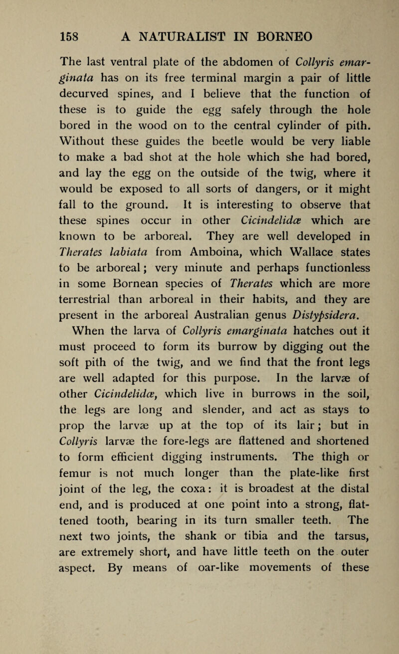 The last ventral plate of the abdomen of Collyris emar- ginata has on its free terminal margin a pair of little decurved spines, and I believe that the function of these is to guide the egg safely through the hole bored in the wood on to the central cylinder of pith. Without these guides the beetle would be very liable to make a bad shot at the hole which she had bored, and lay the egg on the outside of the twig, where it would be exposed to all sorts of dangers, or it might fall to the ground. It is interesting to observe that these spines occur in other Cicindelidce which are known to be arboreal. They are well developed in Therates labiata from Amboina, which Wallace states to be arboreal; very minute and perhaps functionless in some Bornean species of Therates which are more terrestrial than arboreal in their habits, and they are present in the arboreal Australian genus Distypsidera. When the larva of Collyris emarginata hatches out it must proceed to form its burrow by digging out the soft pith of the twig, and we find that the front legs are well adapted for this purpose. In the larvae of other Cicindelidce, which live in burrows in the soil, the legs are long and slender, and act as stays to prop the larvae up at the top of its lair; but in Collyris larvae the fore-legs are flattened and shortened to form efficient digging instruments. The thigh or femur is not much longer than the plate-like first joint of the leg, the coxa: it is broadest at the distal end, and is produced at one point into a strong, flat¬ tened tooth, bearing in its turn smaller teeth. The next two joints, the shank or tibia and the tarsus, are extremely short, and have little teeth on the outer aspect. By means of oar-like movements of these