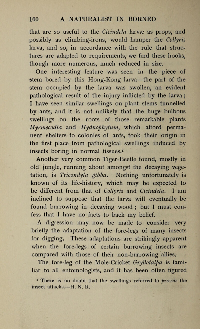 that are so useful to the Cicindela larvae as props, and possibly as climbing-irons, would hamper the Collyris larva, and so, in accordance with the rule that struc¬ tures are adapted to requirements, we find these hooks, though more numerous, much reduced in size. One interesting feature was seen in the piece of stem bored by this Hong-Kong larva—the part of the stem occupied by the larva was swollen, an evident pathological result of the injury inflicted by the larva; I have seen similar swellings on plant stems tunnelled by ants, and it is not unlikely that the huge bulbous swellings on the roots of those remarkable plants Myrmecodia and Hydnophytuni, which afford perma¬ nent shelters to colonies of ants, took their origin in the first place from pathological swellings induced by insects boring in normal tissues.1 Another very common Tiger-Beetle found, mostly in old jungle, running about amongst the decaying vege¬ tation, is Tricondyla gibba. Nothing unfortunately is known of its life-history, which may be expected to be different from that of Collyris and Cicindela. I am inclined to suppose that the larva will eventually be found burrowing in decaying wood ; but I must con¬ fess that I have no facts to back my belief. A digression may now be made to consider very briefly the adaptation of the fore-legs of many insects for digging. These adaptations are strikingly apparent when the fore-legs of certain burrowing insects are compared with those of their non-burrowing allies. The fore-leg of the Mole-Cricket Gryllotalpa is fami¬ liar to all entomologists, and it has been often figured 1 There is no doubt that the swellings referred to precede the insect attacks.—H. N. R.