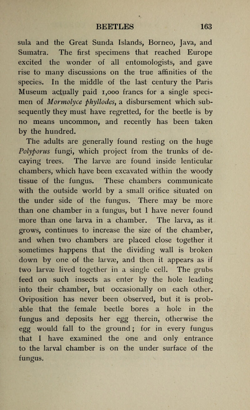 sula and the Great Sunda Islands, Borneo, Java, and Sumatra. The first specimens that reached Europe excited the wonder of all entomologists, and gave rise to many discussions on the true affinities of the species. In the middle of the last century the Paris Museum actually paid 1,000 francs for a single speci¬ men of Mormolyce phyllodes, a disbursement which sub¬ sequently they must have regretted, for the beetle is by no means uncommon, and recently has been taken by the hundred. The adults are generally found resting on the huge Polypoms fungi, which project from the trunks of de¬ caying trees. The larvre are found inside lenticular chambers, which have been excavated within the woody tissue of the fungus. These chambers communicate with the outside world by a small orifice situated on the under side of the fungus. There may be more than one chamber in a fungus, but 1 have never found more than one larva in a chamber. The larva, as it grows, continues to increase the size of the chamber, and when two chambers are placed close together it sometimes happens that the dividing wall is broken down by one of the larvae, and then it appears as if two larva3 lived together in a single cell. The grubs feed on such insects as enter by the hole leading into their chamber, but occasionally on each other. Oviposition has never been observed, but it is prob¬ able that the female beetle bores a hole in the fungus and deposits her egg therein, otherwise the egg would fall to the ground; for in every fungus that I have examined the one and only entrance to the larval chamber is on the under surface of the fungus.