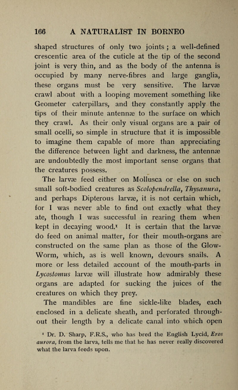 shaped structures of only two joints ; a well-defined crescentic area of the cuticle at the tip of the second joint is very thin, and as the body of the antenna is occupied by many nerve-fibres and large ganglia, these organs must be very sensitive. The larvae crawl about with a looping movement something like Geometer caterpillars, and they constantly apply the tips of their minute antennae to the surface on which they crawl. As their only visual organs are a pair of small ocelli, so simple in structure that it is impossible to imagine them capable of more than appreciating the difference between light and darkness, the antennae are undoubtedly the most important sense organs that the creatures possess. The larvae feed either on Mollusca or else on such small soft-bodied creatures as Scolopendrella, Thysanura, and perhaps Dipterous larvae, it is not certain which, for I was never able to find out exactly what they ate, though I was successful in rearing them when kept in decaying wood.1 It is certain that the larvae do feed on animal matter, for their mouth-organs are constructed on the same plan as those of the Glow- Worm, which, as is well known, devours snails. A more or less detailed account of the mouth-parts in Lycostomus larvae will illustrate how admirably these organs are adapted for sucking the juices of the creatures on which they prey. The mandibles are fine sickle-like blades, each enclosed in a delicate sheath, and perforated through¬ out their length by a delicate canal into which open 1 Dr. D. Sharp, F.R.S., who has bred the English Lycid, Eros aurora, from the larva, tells me that he has never really discovered what the larva feeds upon.