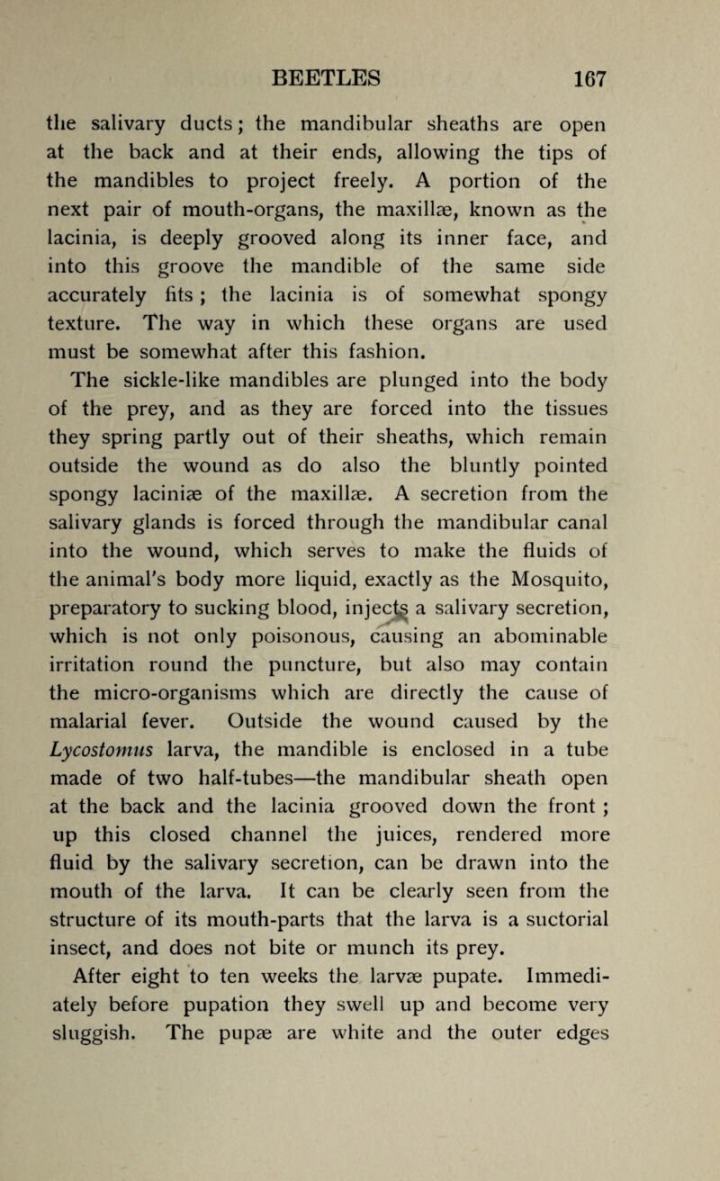 the salivary ducts; the mandibular sheaths are open at the back and at their ends, allowing the tips of the mandibles to project freely. A portion of the next pair of mouth-organs, the maxillae, known as the lacinia, is deeply grooved along its inner face, and into this groove the mandible of the same side accurately fits ; the lacinia is of somewhat spongy texture. The way in which these organs are used must be somewhat after this fashion. The sickle-like mandibles are plunged into the body of the prey, and as they are forced into the tissues they spring partly out of their sheaths, which remain outside the wound as do also the bluntly pointed spongy laciniae of the maxillae. A secretion from the salivary glands is forced through the mandibular canal into the wound, which serves to make the fluids of the animal's body more liquid, exactly as the Mosquito, preparatory to sucking blood, injects a salivary secretion, which is not only poisonous, causing an abominable irritation round the puncture, but also may contain the micro-organisms which are directly the cause of malarial fever. Outside the wound caused by the Lycostomus larva, the mandible is enclosed in a tube made of two half-tubes—the mandibular sheath open at the back and the lacinia grooved down the front ; up this closed channel the juices, rendered more fluid by the salivary secretion, can be drawn into the mouth of the larva. It can be clearly seen from the structure of its mouth-parts that the larva is a suctorial insect, and does not bite or munch its prey. After eight to ten weeks the larvae pupate. Immedi¬ ately before pupation they swell up and become very sluggish. The pupae are white and the outer edges