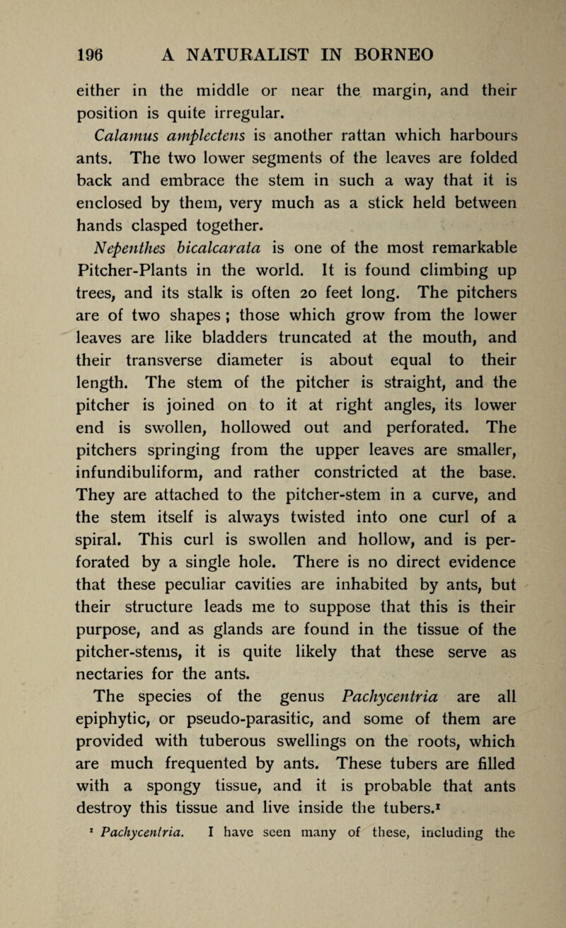 either in the middle or near the margin, and their position is quite irregular. Calamus amplectens is another rattan which harbours ants. The two lower segments of the leaves are folded back and embrace the stem in such a way that it is enclosed by them, very much as a stick held between hands clasped together. Nepenthes hicalcarata is one of the most remarkable Pitcher-Plants in the world. It is found climbing up trees, and its stalk is often 20 feet long. The pitchers are of two shapes ; those which grow from the lower leaves are like bladders truncated at the mouth, and their transverse diameter is about equal to their length. The stem of the pitcher is straight, and the pitcher is joined on to it at right angles, its lower end is swollen, hollowed out and perforated. The pitchers springing from the upper leaves are smaller, infundibuliform, and rather constricted at the base. They are attached to the pitcher-stem in a curve, and the stem itself is always twisted into one curl of a spiral. This curl is swollen and hollow, and is per¬ forated by a single hole. There is no direct evidence that these peculiar cavities are inhabited by ants, but their structure leads me to suppose that this is their purpose, and as glands are found in the tissue of the pitcher-stems, it is quite likely that these serve as nectaries for the ants. The species of the genus Pachycentria are all epiphytic, or pseudo-parasitic, and some of them are provided with tuberous swellings on the roots, which are much frequented by ants. These tubers are filled with a spongy tissue, and it is probable that ants destroy this tissue and live inside the tubers.1 1 Pachycentria. I have seen many of these, including the