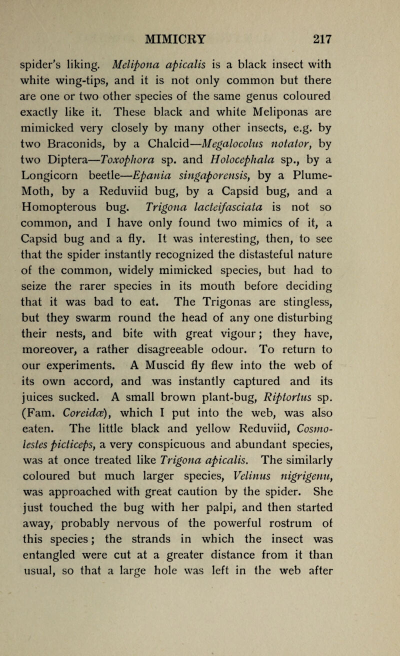 spider’s liking. Melipona apicalis is a black insect with white wing-tips, and it is not only common but there are one or two other species of the same genus coloured exactly like it. These black and white Meliponas are mimicked very closely by many other insects, e.g. by two Braconids, by a Chalcid—Megalocolus notator, by two Diptera—Toxophora sp. and Holocephala sp., by a Longicorn beetle—Epania singaporensisf by a Plume- Moth, by a Reduviid bug, by a Capsid bug, and a Homopterous bug. Trigona lacteifasciata is not so common, and I have only found two mimics of it, a Capsid bug and a fly. It was interesting, then, to see that the spider instantly recognized the distasteful nature of the common, widely mimicked species, but had to seize the rarer species in its mouth before deciding that it was bad to eat. The Trigonas are stingless, but they swarm round the head of any one disturbing their nests, and bite with great vigour; they have, moreover, a rather disagreeable odour. To return to our experiments. A Muscid fly flew into the web of its own accord, and was instantly captured and its juices sucked. A small brown plant-bug, Riptortus sp. (Fam. Coreidce), which I put into the web, was also eaten. The little black and yellow Reduviid, Cosmo- lestes picticeps, a very conspicuous and abundant species, was at once treated like Trigona apicalis. The similarly coloured but much larger species, Velinus nigrigenu, was approached with great caution by the spider. She just touched the bug with her palpi, and then started away, probably nervous of the powerful rostrum of this species; the strands in which the insect was entangled were cut at a greater distance from it than usual, so that a large hole was left in the web after
