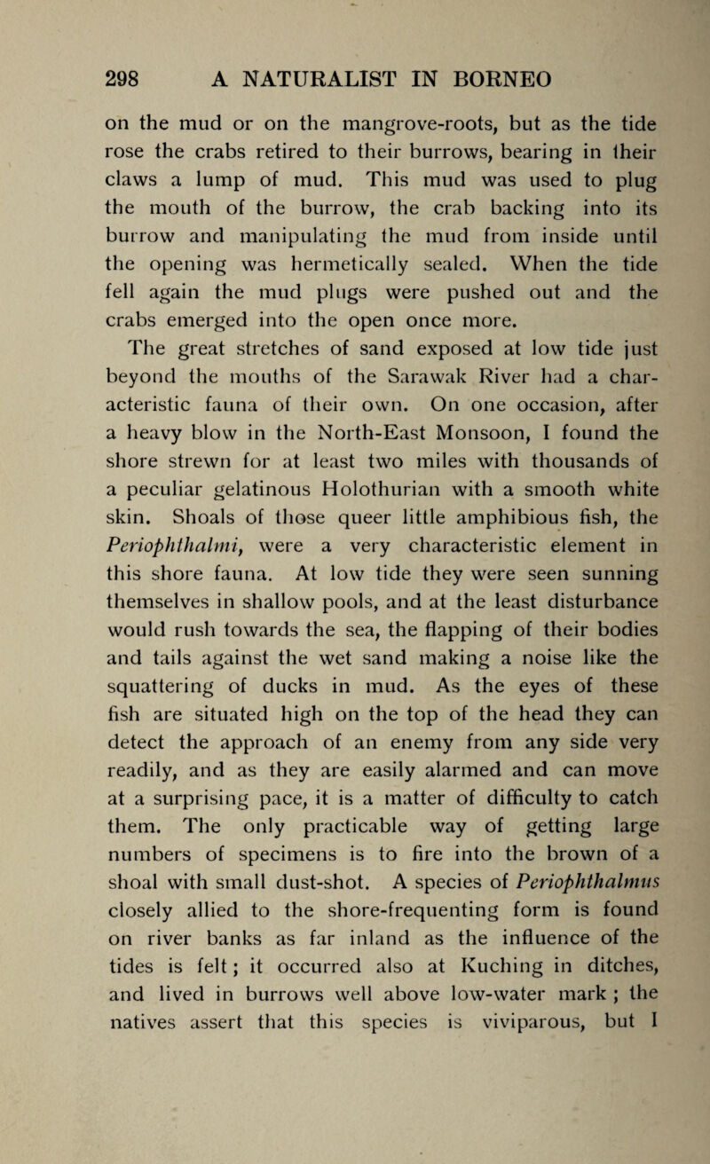 on the mud or on the mangrove-roots, but as the tide rose the crabs retired to their burrows, bearing in Iheir claws a lump of mud. This mud was used to plug the mouth of the burrow, the crab backing into its burrow and manipulating the mud from inside until the opening was hermetically sealed. When the tide fell again the mud plugs were pushed out and the crabs emerged into the open once more. The great stretches of sand exposed at low tide just beyond the mouths of the Sarawak River had a char¬ acteristic fauna of their own. On one occasion, after a heavy blow in the North-East Monsoon, I found the shore strewn for at least two miles with thousands of a peculiar gelatinous Holothurian with a smooth white skin. Shoals of those queer little amphibious fish, the Periophthalmi, were a very characteristic element in this shore fauna. At low tide they were seen sunning themselves in shallow pools, and at the least disturbance would rush towards the sea, the flapping of their bodies and tails against the wet sand making a noise like the squattering of ducks in mud. As the eyes of these fish are situated high on the top of the head they can detect the approach of an enemy from any side very readily, and as they are easily alarmed and can move at a surprising pace, it is a matter of difficulty to catch them. The only practicable way of getting large numbers of specimens is to fire into the brown of a shoal with small dust-shot. A species of Periophthalmus closely allied to the shore-frequenting form is found on river banks as far inland as the influence of the tides is felt; it occurred also at Kuching in ditches, and lived in burrows well above low-water mark ; the natives assert that this species is viviparous, but I