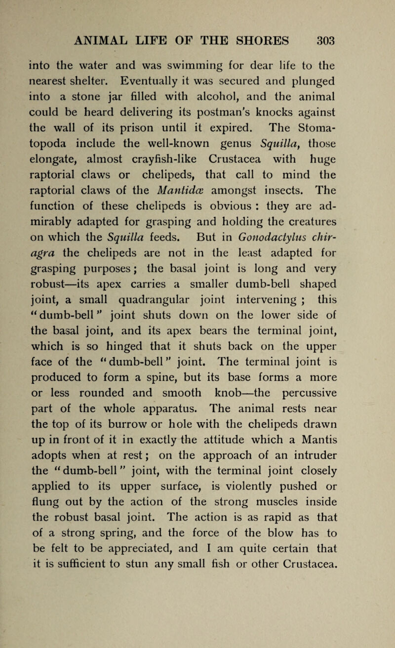 into the water and was swimming for dear life to the nearest shelter. Eventually it was secured and plunged into a stone jar filled with alcohol, and the animal could be heard delivering its postman's knocks against the wall of its prison until it expired. The Stoma- topoda include the well-known genus Squilla, those elongate, almost crayfish-like Crustacea with huge raptorial claws or chelipeds, that call to mind the raptorial claws of the Mantidce amongst insects. The function of these chelipeds is obvious : they are ad¬ mirably adapted for grasping and holding the creatures on which the Squilla feeds. But in Gonodactylus chir- agra the chelipeds are not in the least adapted for grasping purposes; the basal joint is long and very robust—its apex carries a smaller dumb-bell shaped joint, a small quadrangular joint intervening ; this “dumb-bell joint shuts down on the lower side of the basal joint, and its apex bears the terminal joint, which is so hinged that it shuts back on the upper face of the “dumb-bell joint. The terminal joint is produced to form a spine, but its base forms a more or less rounded and smooth knob—the percussive part of the whole apparatus. The animal rests near the top of its burrow or hole with the chelipeds drawn up in front of it in exactly the attitude which a Mantis adopts when at rest; on the approach of an intruder the “dumb-bell joint, with the terminal joint closely applied to its upper surface, is violently pushed or flung out by the action of the strong muscles inside the robust basal joint. The action is as rapid as that of a strong spring, and the force of the blow has to be felt to be appreciated, and I am quite certain that it is sufficient to stun any small fish or other Crustacea.