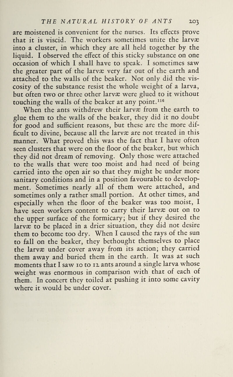 are moistened is convenient for the nurses. Its effects prove that it is viscid. The workers sometimes unite the larvæ into a cluster, in which they are all held together by the liquid. I observed the effect of this sticky substance on one occasion of which I shall have to speak. I sometimes saw the greater part of the larvæ very far out of the earth and attached to the walls of the beaker. Not only did the vis¬ cosity of the substance resist the whole weight of a larva, but often two or three other larvæ were glued to it without touching the walls of the beaker at any point.116 When the ants withdrew their larvæ from the earth to glue them to the walls of the beaker, they did it no doubt for good and sufficient reasons, but these are the more dif¬ ficult to divine, because all the larvæ are not treated in this manner. What proved this was the fact that I have often seen clusters that were on the floor of the beaker, but which they did not dream of removing. Only those were attached to the walls that were too moist and had need of being carried into the open air so that they might be under more sanitary conditions and in a position favourable to develop¬ ment. Sometimes nearly all of them were attached, and sometimes only a rather small portion. At other times, and especially when the floor of the beaker was too moist, I have seen workers content to carry their larvæ out on to the upper surface of the formicary; but if they desired the larvæ to be placed in a drier situation, they did not desire them to become too dry. When I caused the rays of the sun to fall on the beaker, they bethought themselves to place the larvæ under cover away from its action; they carried them away and buried them in the earth. It was at such moments that I saw 10 to 12. ants around a single larva whose weight was enormous in comparison with that of each of them. In concert they toiled at pushing it into some cavity where it would be under cover.