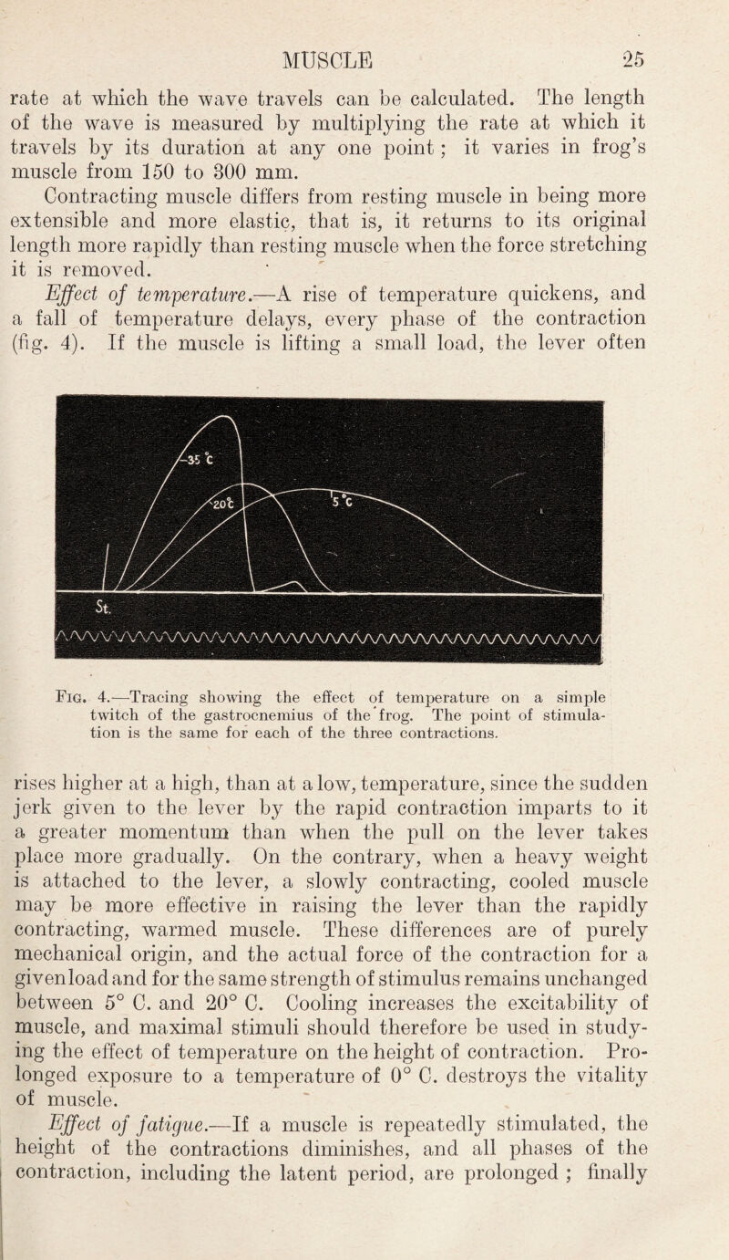 rate at which the wave travels can be calculated. The length of the wave is measured by multiplying the rate at which it travels by its duration at any one point; it varies in frog’s muscle from 150 to 300 mm. Contracting muscle differs from resting muscle in being more extensible and more elastic, that is, it returns to its original length more rapidly than resting muscle when the force stretching it is removed. Effect of temperature.—A rise of temperature quickens, and a fall of temperature delays, every phase of the contraction (fig. 4). If the muscle is lifting a small load, the lever often A^V'V\V\zW\A^W'AA/W\A/\AAA/\AA/W\AAAA/W\/\AAy Fig. 4.—Tracing showing the effect of temperature on a simple twitch of the gastrocnemius of the frog. The point of stimula¬ tion is the same for each of the three contractions. rises higher at a high, than at a low, temperature, since the sudden jerk given to the lever by the rapid contraction imparts to it a greater momentum than when the pull on the lever takes place more gradually. On the contrary, when a heavy weight is attached to the lever, a slowly contracting, cooled muscle may be more effective in raising the lever than the rapidly contracting, warmed muscle. These differences are of purely mechanical origin, and the actual force of the contraction for a given load and for the same strength of stimulus remains unchanged between 5° C. and 20° C. Cooling increases the excitability of muscle, and maximal stimuli should therefore be used in study¬ ing the effect of temperature on the height of contraction. Pro¬ longed exposure to a temperature of 0° C. destroys the vitality of muscle. Effect of fatigue.—If a muscle is repeatedly stimulated, the height of the contractions diminishes, and all phases of the contraction, including the latent period, are prolonged ; finally