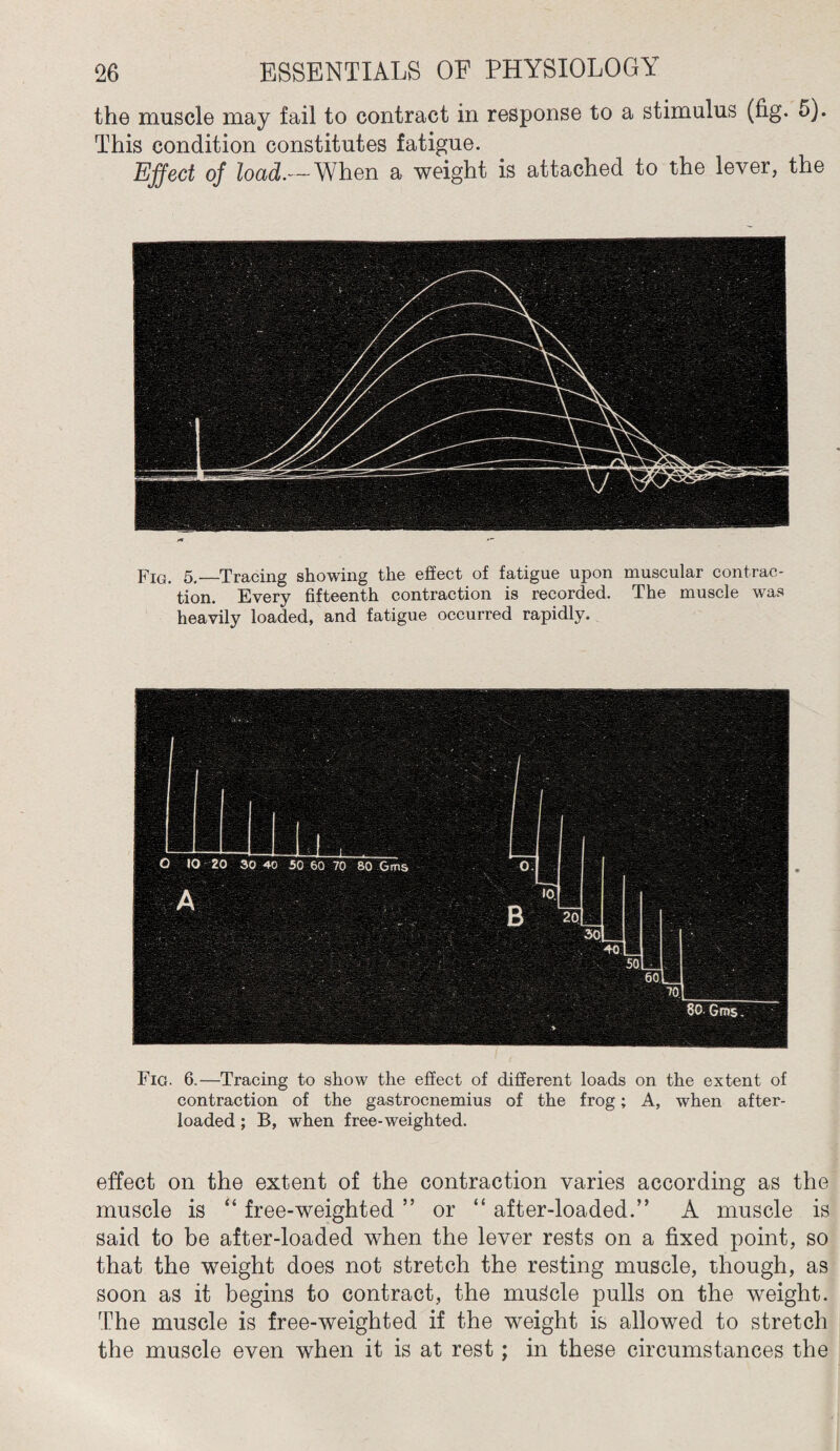 the muscle may fail to contract in response to a stimulus (fig. D). This condition constitutes fatigue. Effect of load.— When a weight is attached to the lever, the Fiq. 5._Tracing showing the effect of fatigue upon muscular contrac¬ tion. Every fifteenth contraction is recorded. The muscle was heavily loaded, and fatigue occurred rapidly. Fig. 6.—Tracing to show the effect of different loads on the extent of contraction of the gastrocnemius of the frog; A, when after- loaded ; B, when free-weighted. effect on the extent of the contraction varies according as the muscle is “ free-weighted ” or “ after-loaded.” A muscle is said to be after-loaded when the lever rests on a fixed point, so that the weight does not stretch the resting muscle, though, as soon as it begins to contract, the muscle pulls on the weight. The muscle is free-weighted if the weight is allowed to stretch the muscle even when it is at rest; in these circumstances the