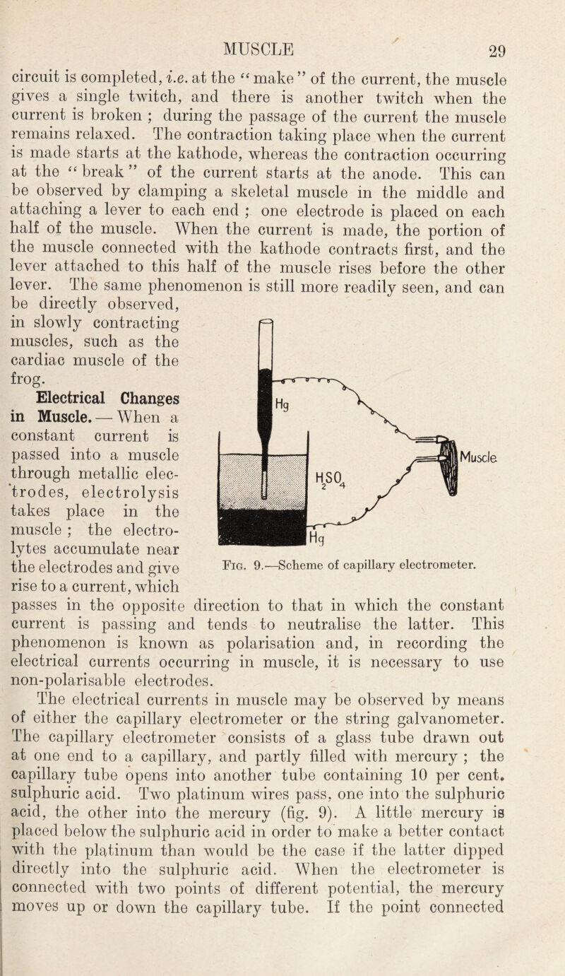 circuit is completed, i.e. at the “ make ” of the current, the muscle gives a single twitch, and there is another twitch when the current is broken ; during the passage of the current the muscle remains relaxed. The contraction taking place when the current is made starts at the kathode, whereas the contraction occurring at the “ break ’5 of the current starts at the anode. This can be observed by clamping a skeletal muscle in the middle and attaching a lever to each end ; one electrode is placed on each half of the muscle. When the current is made, the portion of the muscle connected with the kathode contracts first, and the lever attached to this half of the muscle rises before the other lever. The same phenomenon is still more readily seen, and can be directly observed, in slowly contracting muscles, such as the cardiac muscle of the frog. Electrical Changes in Muscle, — When a constant current is passed into a muscle through metallic elec¬ trodes, electrolysis takes place in the muscle ; the electro¬ lytes accumulate near the electrodes and give rise to a current, which passes in the opposite direction to that in which the constant current is passing and tends to neutralise the latter. This phenomenon is known as polarisation and, in recording the electrical currents occurring in muscle, it is necessary to use non-polarisable electrodes. The electrical currents in muscle may be observed by means of either the capillary electrometer or the string galvanometer. The capillary electrometer consists of a glass tube drawn out at one end to a capillary, and partly filled with mercury ; the capillary tube opens into another tube containing 10 per cent, sulphuric acid. Two platinum wires pass, one into the sulphuric acid, the other into the mercury (fig. 9). A little mercury is placed below the sulphuric acid in order to make a better contact with the platinum than would be the case if the latter dipped directly into the sulphuric acid. When the electrometer is connected with two points of different potential, the mercury moves up or down the capillary tube. If the point connected