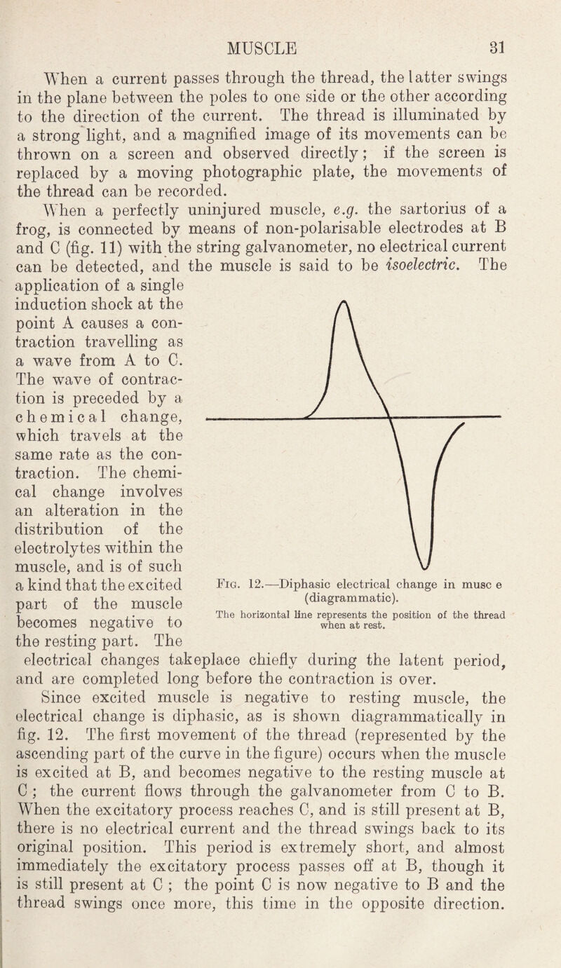 When a current passes through the thread, the latter swings in the plane between the poles to one side or the other according to the direction of the current. The thread is illuminated by a strong light, and a magnified image of its movements can be thrown on a screen and observed directly; if the screen is replaced by a moving photographic plate, the movements of the thread can be recorded. When a perfectly uninjured muscle, e.g. the sartorius of a frog, is connected by means of non-polarisable electrodes at B and C (fig. 11) with the string galvanometer, no electrical current can be detected, and the muscle is said to be isoelectric. The application of a single induction shock at the point A causes a con¬ traction travelling as a wave from A to C. The wave of contrac¬ tion is preceded by a chemical change, which travels at the same rate as the con¬ traction. The chemi¬ cal change involves an alteration in the distribution of the electrolytes within the muscle, and is of such a kind that the excited part of the muscle becomes negative to the resting part. The electrical changes takeplace chiefly during the latent period, and are completed long before the contraction is over. Since excited muscle is negative to resting muscle, the electrical change is diphasic, as is shown diagrammatically in fig. 12. The first movement of the thread (represented by the ascending part of the curve in the figure) occurs when the muscle is excited at B, and becomes negative to the resting muscle at C ; the current flows through the galvanometer from C to B. When the excitatory process reaches 0, and is still present at B, there is no electrical current and the thread swings back to its original position. This period is extremely short, and almost immediately the excitatory process passes off at B, though it is still present at C ; the point C is now negative to B and the thread swings once more, this time in the opposite direction. Fig. 12.—Diphasic electrical change in muse e (di agram matic). The horizontal line represents the position of the thread when at rest.