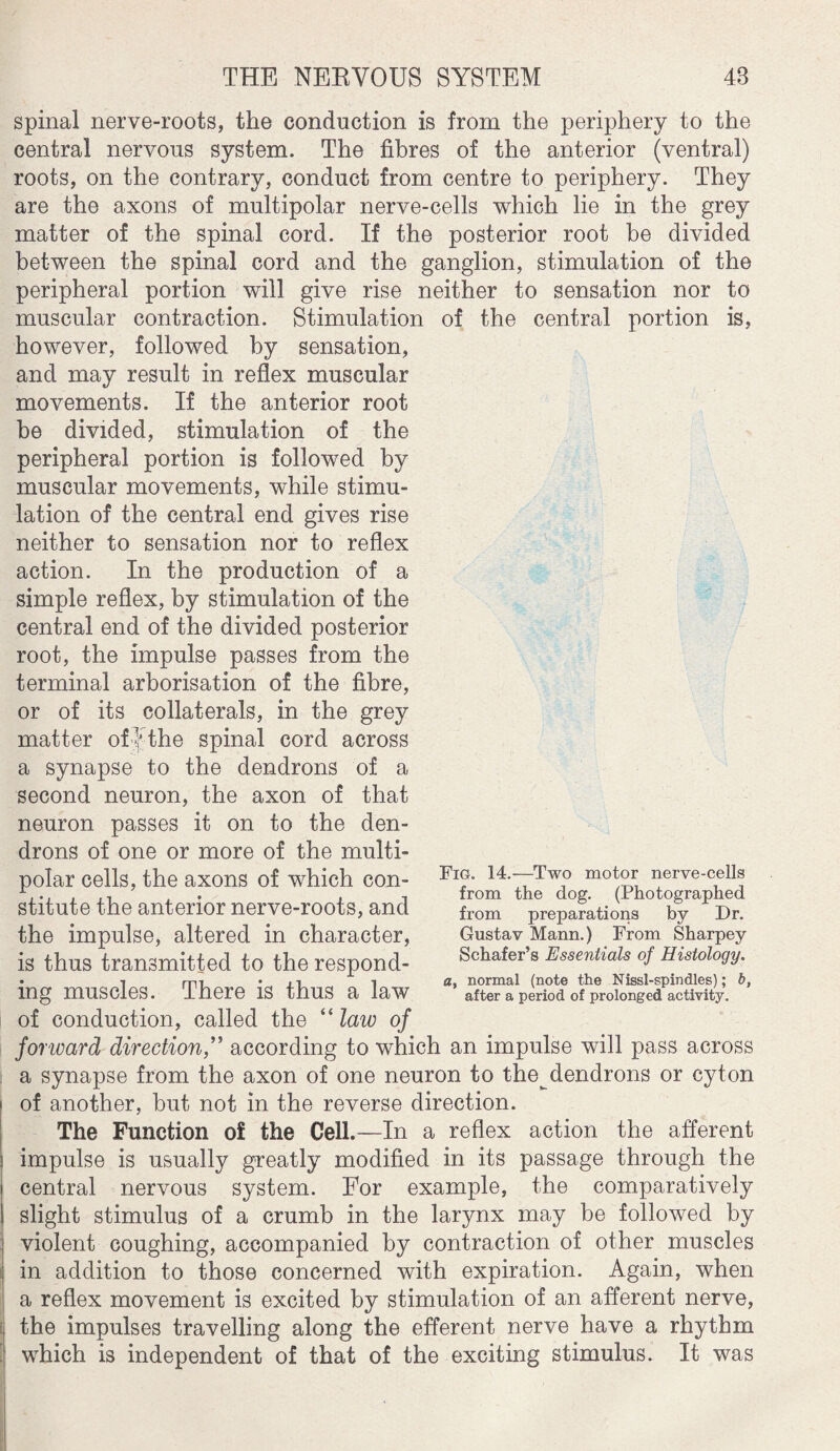 spinal nerve-roots, the conduction is from the periphery to the central nervous system. The fibres of the anterior (ventral) roots, on the contrary, conduct from centre to periphery. They are the axons of multipolar nerve-cells which lie in the grey matter of the spinal cord. If the posterior root be divided between the spinal cord and the ganglion, stimulation of the peripheral portion will give rise neither to sensation nor to muscular contraction. Stimulation of the central portion is, however, followed by sensation, and may result in reflex muscular movements. If the anterior root be divided, stimulation of the peripheral portion is followed by muscular movements, while stimu¬ lation of the central end gives rise neither to sensation nor to reflex action. In the production of a simple reflex, by stimulation of the central end of the divided posterior root, the impulse passes from the terminal arborisation of the fibre, or of its collaterals, in the grey matter of f the spinal cord across a synapse to the dendrons of a second neuron, the axon of that neuron passes it on to the den¬ drons of one or more of the multi¬ polar cells, the axons of which con¬ stitute the anterior nerve-roots, and the impulse, altered in character, is thus transmitted to the respond¬ ing muscles. There is thus a law of conduction, called the “ law of forward direction,” according to which an impulse will pass across a synapse from the axon of one neuron to the dendrons or cyton of another, but not in the reverse direction. The Function o£ the Cell.—In a reflex action the afferent impulse is usually greatly modified in its passage through the central nervous system. For example, the comparatively slight stimulus of a crumb in the larynx may be followed by violent coughing, accompanied by contraction of other muscles in addition to those concerned with expiration. Again, when a reflex movement is excited by stimulation of an afferent nerve, the impulses travelling along the efferent nerve have a rhythm which is independent of that of the exciting stimulus. It was Fig. 14.—Two motor nerve-cells from the dog. (Photographed from preparations by Dr. Gustav Mann.) From Sharpey Schafer’s Essentials of Histology. a, normal (note the Nissl-spindles); b, after a period of prolonged activity.