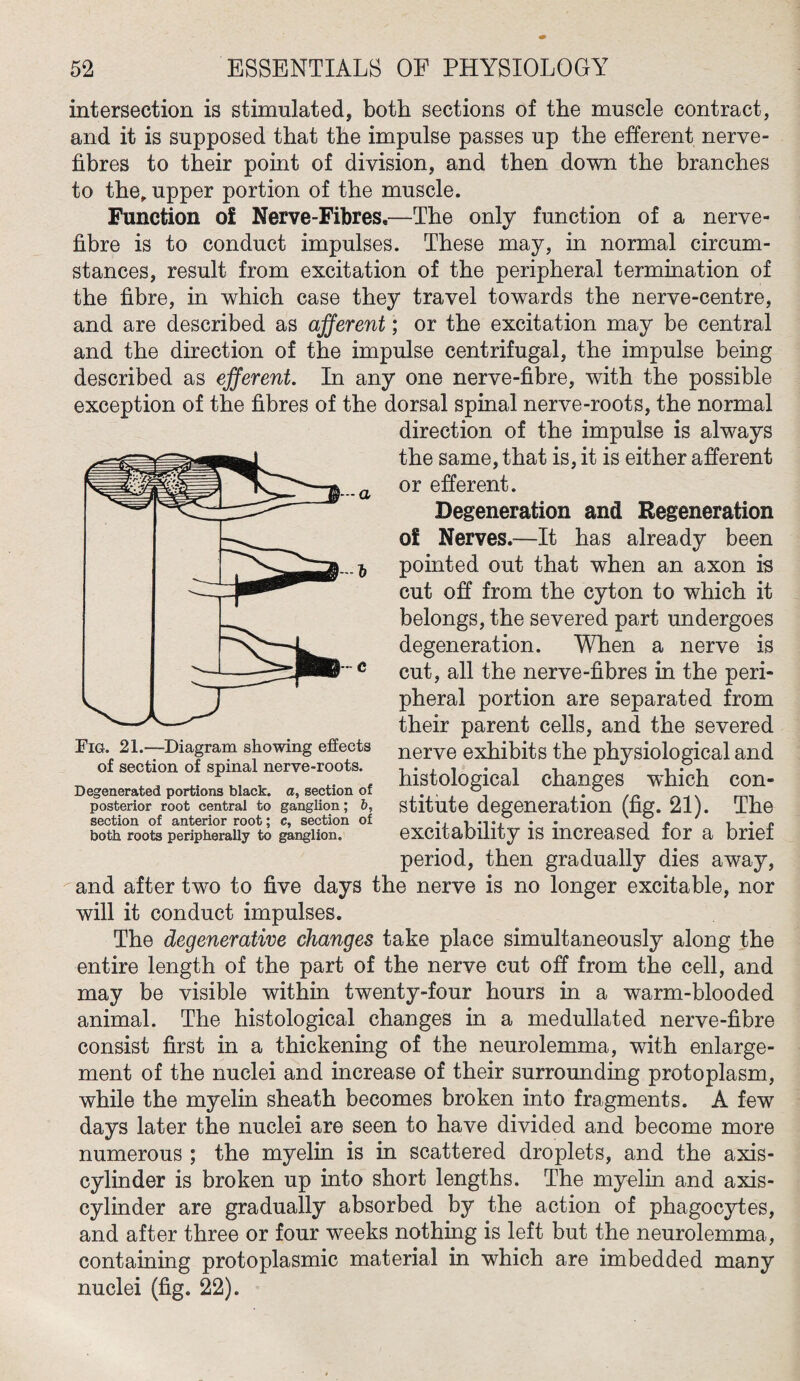 — a intersection is stimulated, both sections of the muscle contract, and it is supposed that the impulse passes up the efferent nerve- fibres to their point of division, and then down the branches to the, upper portion of the muscle. Function of Nerve-Fibres.—The only function of a nerve- fibre is to conduct impulses. These may, in normal circum¬ stances, result from excitation of the peripheral termination of the fibre, in which case they travel towards the nerve-centre, and are described as afferent; or the excitation may be central and the direction of the impulse centrifugal, the impulse being described as efferent. In any one nerve-fibre, with the possible exception of the fibres of the dorsal spinal nerve-roots, the normal direction of the impulse is always the same, that is, it is either afferent or efferent. Degeneration and Regeneration of Nerves.—It has already been pointed out that when an axon is cut off from the cyton to which it belongs, the severed part undergoes degeneration. When a nerve is cut, all the nerve-fibres in the peri¬ pheral portion are separated from their parent cells, and the severed nerve exhibits the physiological and histological changes which con¬ stitute degeneration (fig. 21). The excitability is increased for a brief period, then gradually dies away, and after two to five days the nerve is no longer excitable, nor will it conduct impulses. The degenerative changes take place simultaneously along the entire length of the part of the nerve cut off from the cell, and may be visible within twenty-four hours in a warm-blooded animal. The histological changes in a medullated nerve-fibre consist first in a thickening of the neurolemma, with enlarge¬ ment of the nuclei and increase of their surrounding protoplasm, while the myelin sheath becomes broken into fragments. A few days later the nuclei are seen to have divided and become more numerous ; the myelin is in scattered droplets, and the axis- cylinder is broken up into short lengths. The myelin and axis- cylinder are gradually absorbed by the action of phagocytes, and after three or four weeks nothing is left but the neurolemma, containing protoplasmic material in which are imbedded many nuclei (fig. 22). Fig. 2L-—Diagram showing effects of section of spinal nerve-roots. Degenerated portions black, a, section of posterior root central to ganglion; b, section of anterior root; c, section of both roots peripherally to ganglion.