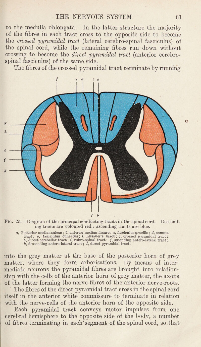 to the medulla oblongata. In the latter structure the majority of the fibres in each tract cross to the opposite side to become the crossed pyramidal tract (lateral cerebro-spinal fasciculus) of the spinal cord, while the remaining fibres run down without crossing to become the direct pyramidal tract (anterior cerebro¬ spinal fasciculus) of the same side. The fibres of the crossed pyramidal tract terminate by running f e d c a ff h i 1 k l b Fig. 25,—Diagram of the principal conducting tracts in the spinal cord. Descend¬ ing tracts are coloured red ; ascending tracts are blue. a, Posterior median sulcus; &, anterior median fissure; e, fasciculus gracilis ; d, comma tract; e, fasciculus cuneatus; /, Lissauer’s tract; g, crossed pyramidal tract; h, direct cerebellar tract; i, rubro-spinal tract; j, ascending antero-lateral tract; k, descending antero-lateral tract; l, direct pyramidal tract. into the grey matter at the base of the posterior horn of grey matter, where they form arborisations. By means of inter¬ mediate neurons the pyramidal fibres are brought into relation¬ ship with the cells of the anterior horn of grey matter, the axons of the latter forming the nerve-fibres of the anterior nerve-roots. The fibres of the direct pyramidal tract cross in the spinal cord itself in the anterior white commissure to terminate in relation with the nerve-cells of the anterior horn of the opposite side. Each pyramidal tract conveys motor impulses from one cerebral hemisphere to the opposite side of the body, a number of fibres terminating in each'segment of the spinal cord, so that