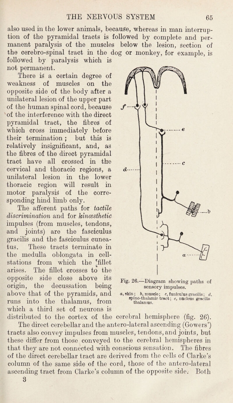 also used in the lower animals, because, whereas in man interrup¬ tion of the pyramidal tracts is followed by complete and per¬ manent paralysis of the muscles below the lesion, section of the cerebro-spinal tract in the dog or monkey, for example, is followed by paralysis which is not permanent. There ig a certain degree of weakness of muscles on the opposite side of the body after a unilateral lesion of the upper part of the human spinal cord, because of the interference with the direct pyramidal tract, the fibres of which cross immediately before their termination ; but this is relatively insignificant, and, as the fibres of the direct pyramidal tract have all crossed in the cervical and thoracic regions, a unilateral lesion in the lower thoracic region will result in motor paralysis of the corre¬ sponding hind limb only. The afferent paths for tactile discrimination and for hincesthetic impulses (from muscles, tendons, and joints) are the fasciculus gracilis and the fasciculus cunea- tus. These tracts terminate in the medulla oblongata in cell- stations from which the ffillet arises. The fillet crosses to the opposite side close above its origin, the decussation being above that of the pyramids, and runs into the thalamus, from which a third set of neurons is distributed to the cortex of the cerebral hemisphere (fig. 26). The direct cerebellar and the antero-lateral ascending (Gowers’) tracts also convey impulses from muscles, tendons, and joints, but these differ from those conveyed to the cerebral hemispheres in that they are not connected with conscious sensation. The fibres of the direct cerebellar tract are derived from the cells of Clarke’s column of the same side of the cord, those of the antero-lateral ascending tract from Clarke’s column of the opposite side. Both 8 Fig. 26.—Diagram showing paths of sensory impulses. a, skin ; b, muscle; c, funiculus gracilis; d, spino-thalamio tract; e, nucleus gracilis thalamus.