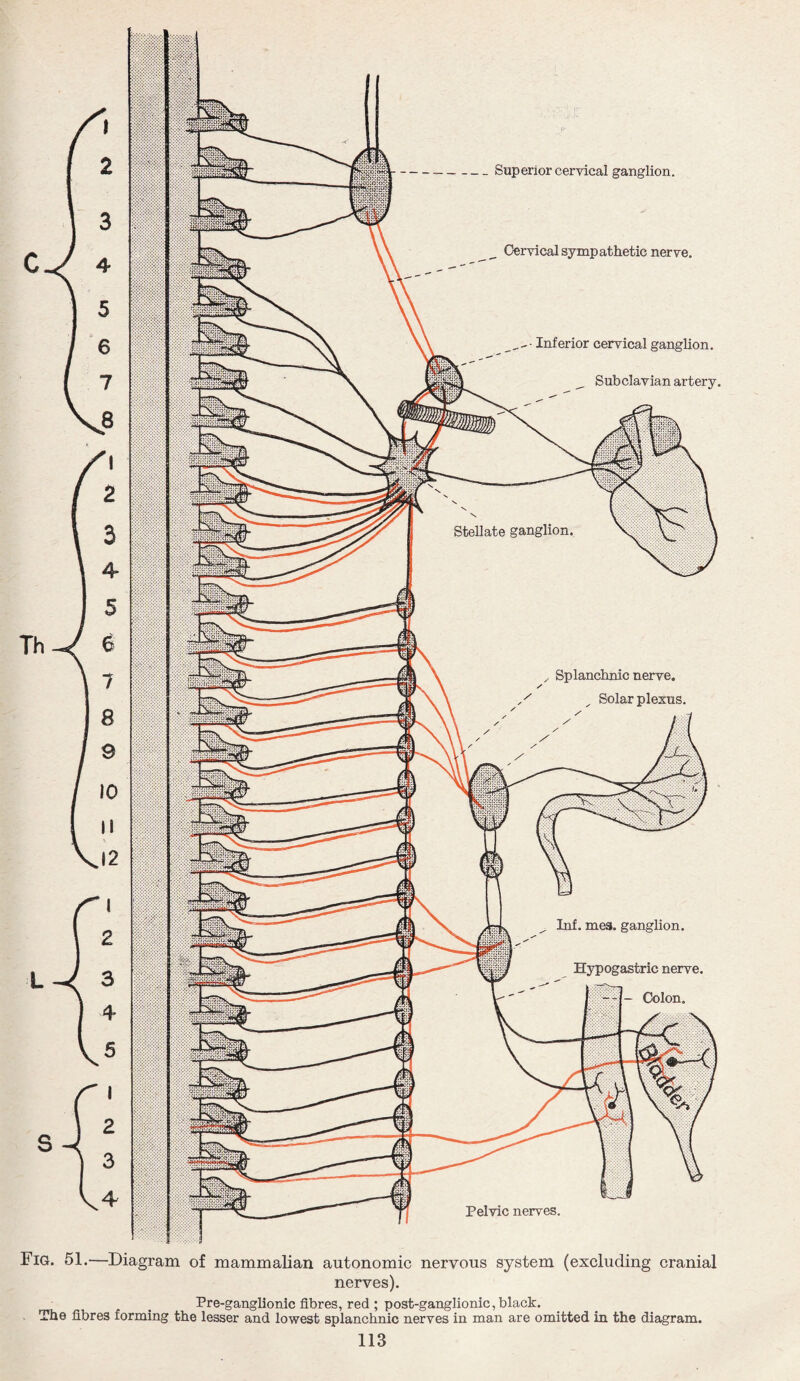 -Superior cervical ganglion. Cervical sympathetic nerve. -- Inferior cervical ganglion. __ Subclavian artery. y Splanchnic nerve. / x Solar plexus. Inf. mes. ganglion. Hypogastric nerve. - Colon. Pelvic nerves. Fig. 51.—Diagram of mammalian autonomic nervous system (excluding cranial nerves). Pre-ganglionic fibres, red ; post-ganglionic, black. The fibres forming the lesser and lowest splanchnic nerves in man are omitted in the diagram.